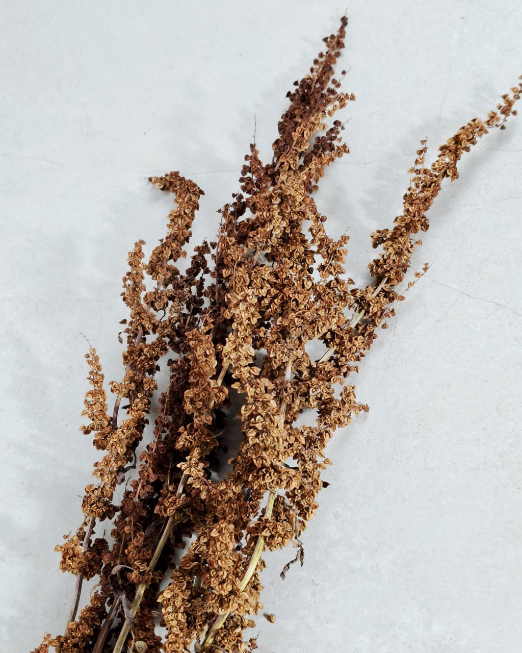 Brick Brown Dried Flower Stems | Wild Dock Bouquet | Terracotta Botanical Decor | Rustic Dried Flowers | Florist Stems