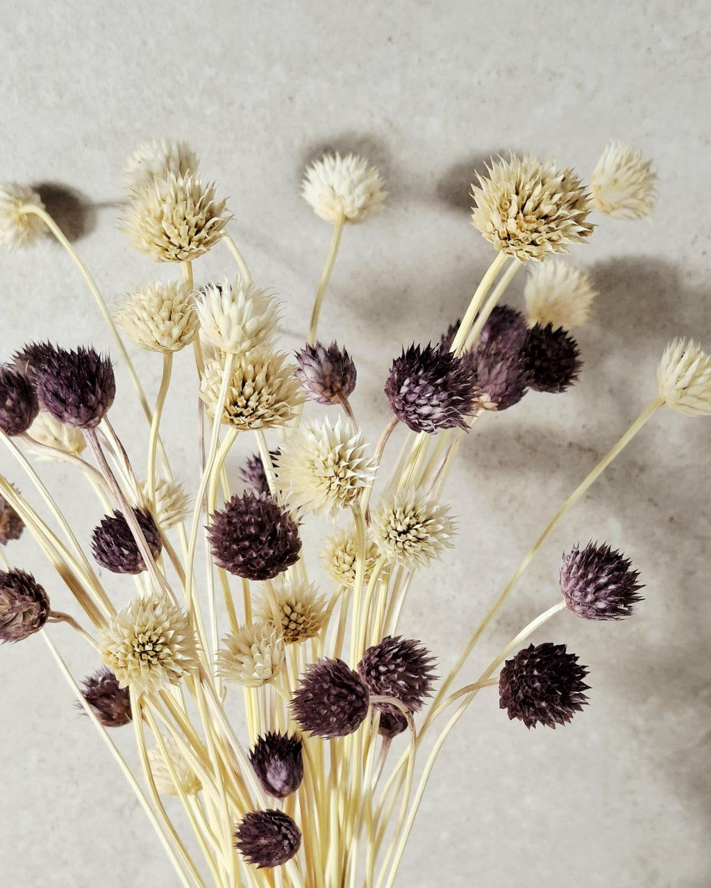 Purple Cream Dried Cephalaria Stems, Natural Two Tone Flowers, Neutral Floral Decor, Rustic Bouquet Fillers, Preserved Flowers