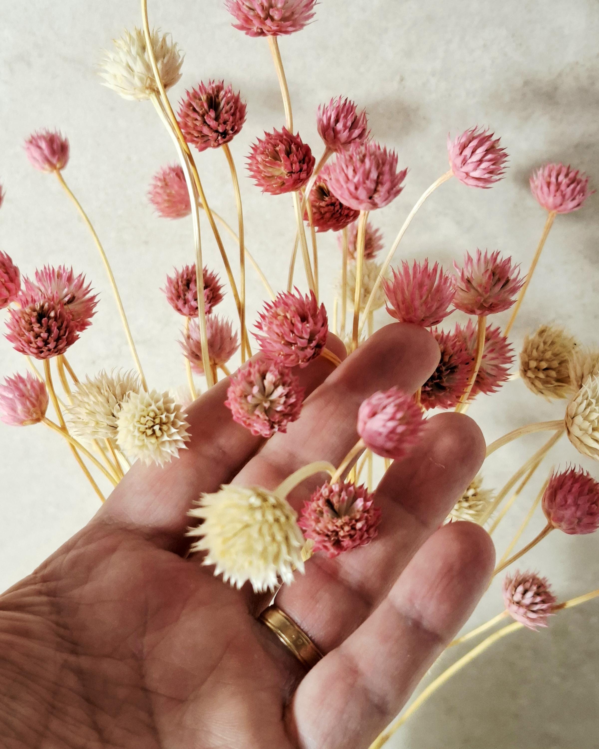 Pink Cream Dried Cephalaria Stems, Soft Blush Preserved Flowers, Romantic Floral Decor, Wedding Bouquet Fillers, Natural Dried Flowers
