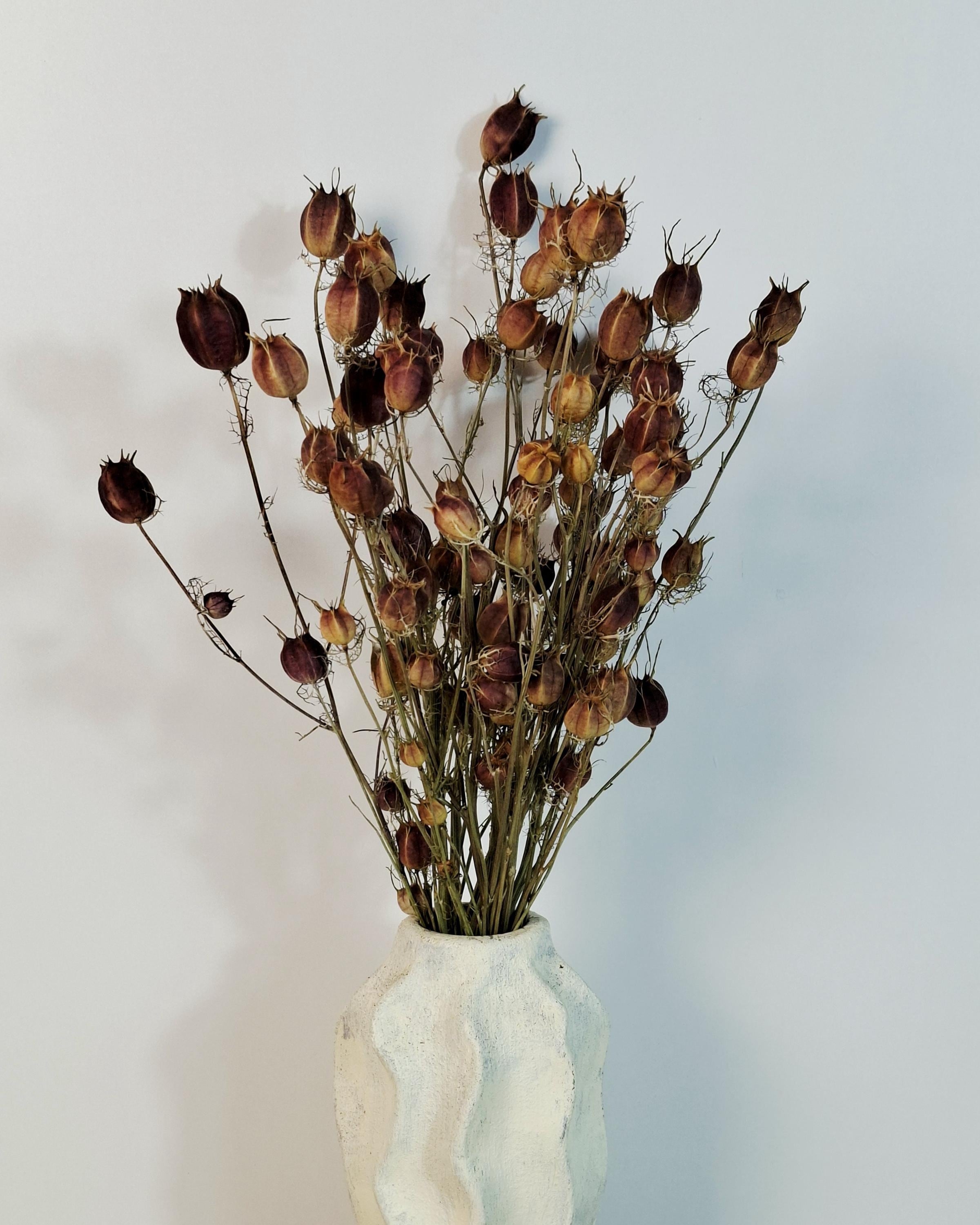 Dried Nigella Pods | Natural Nigella Damascena | Dried Seed Pods Bouquet | Rustic Floral Decor | Florist Supplies