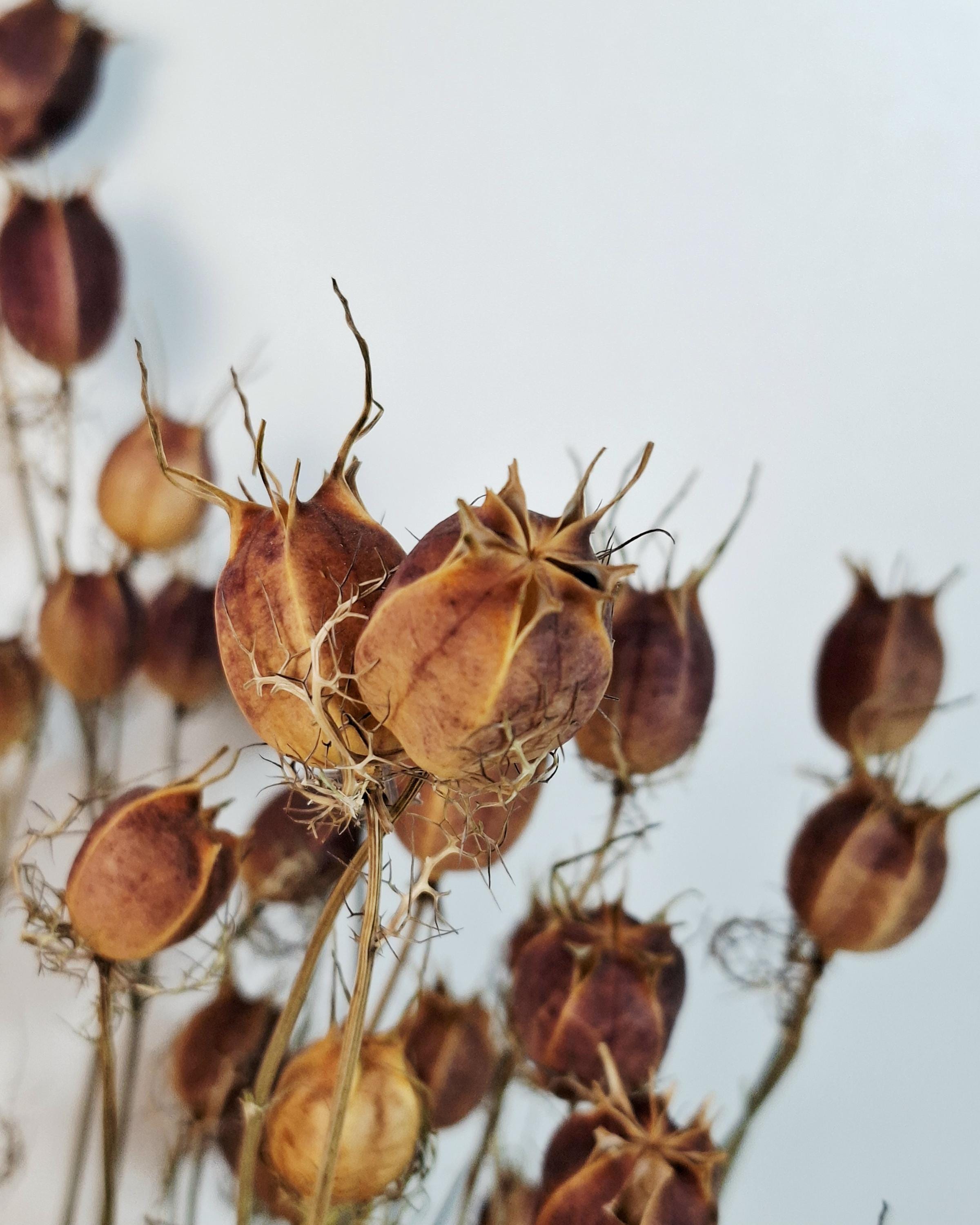 Dried Nigella Pods | Natural Nigella Damascena | Dried Seed Pods Bouquet | Rustic Floral Decor | Florist Supplies