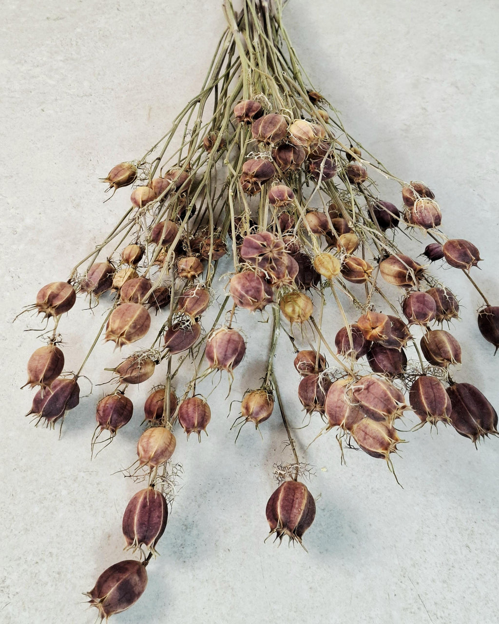 Dried Nigella Pods | Natural Nigella Damascena | Dried Seed Pods Bouquet | Rustic Floral Decor | Florist Supplies