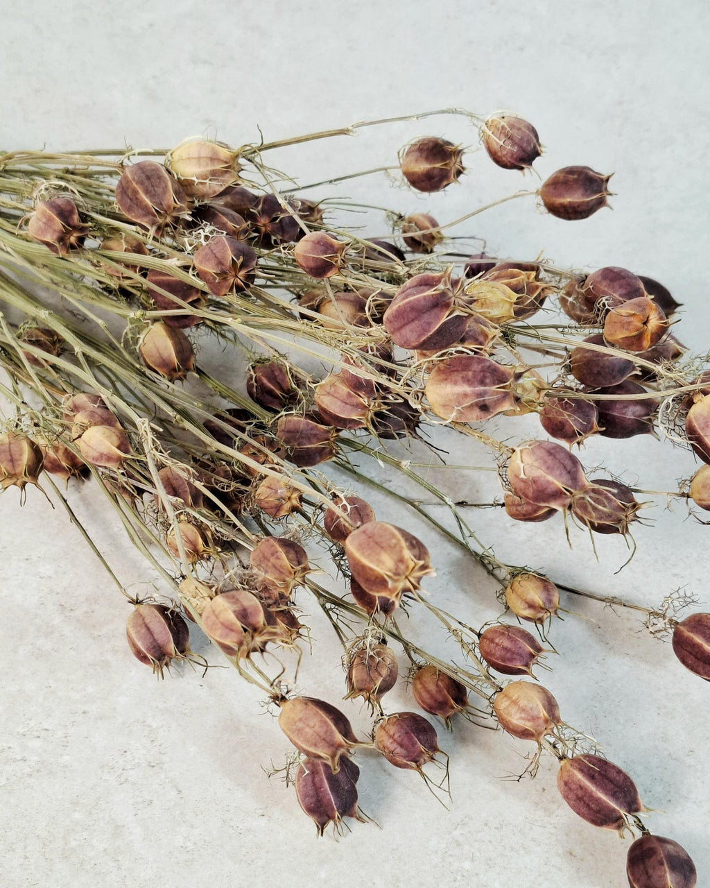 Dried Nigella Pods | Natural Nigella Damascena | Dried Seed Pods Bouquet | Rustic Floral Decor | Florist Supplies