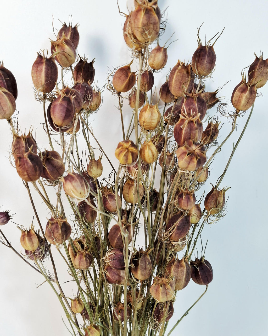 Dried Nigella Pods | Natural Nigella Damascena | Dried Seed Pods Bouquet | Rustic Floral Decor | Florist Supplies