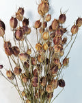 Dried Nigella Pods | Natural Nigella Damascena | Dried Seed Pods Bouquet | Rustic Floral Decor | Florist Supplies