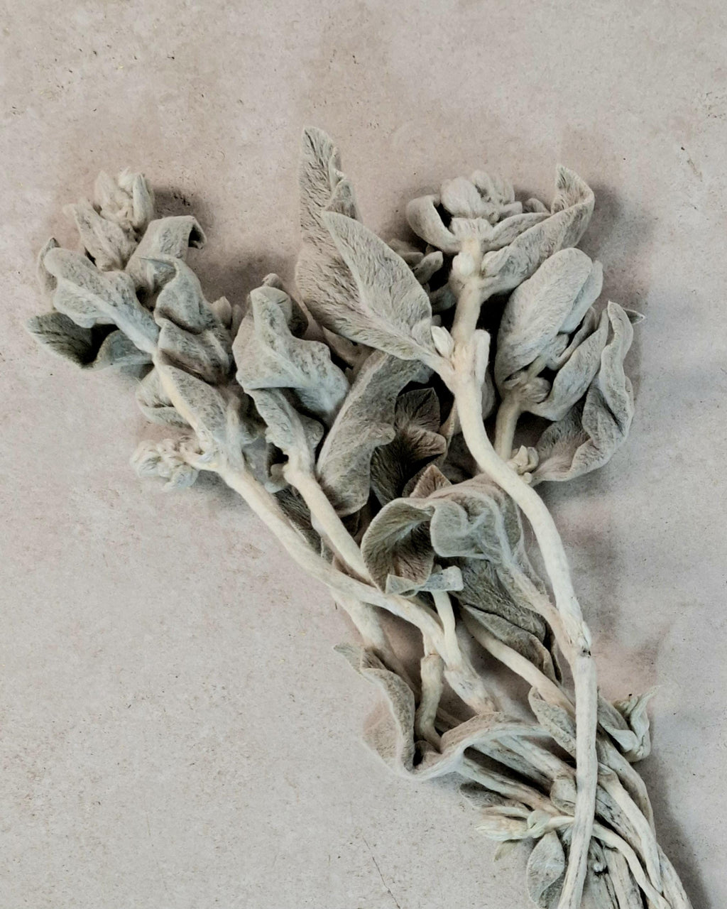 Preserved Lamb’s Ear Stems | Silver Stachys Dried Foliage | Neutral Botanical Decor | Velvet Floral Arrangement