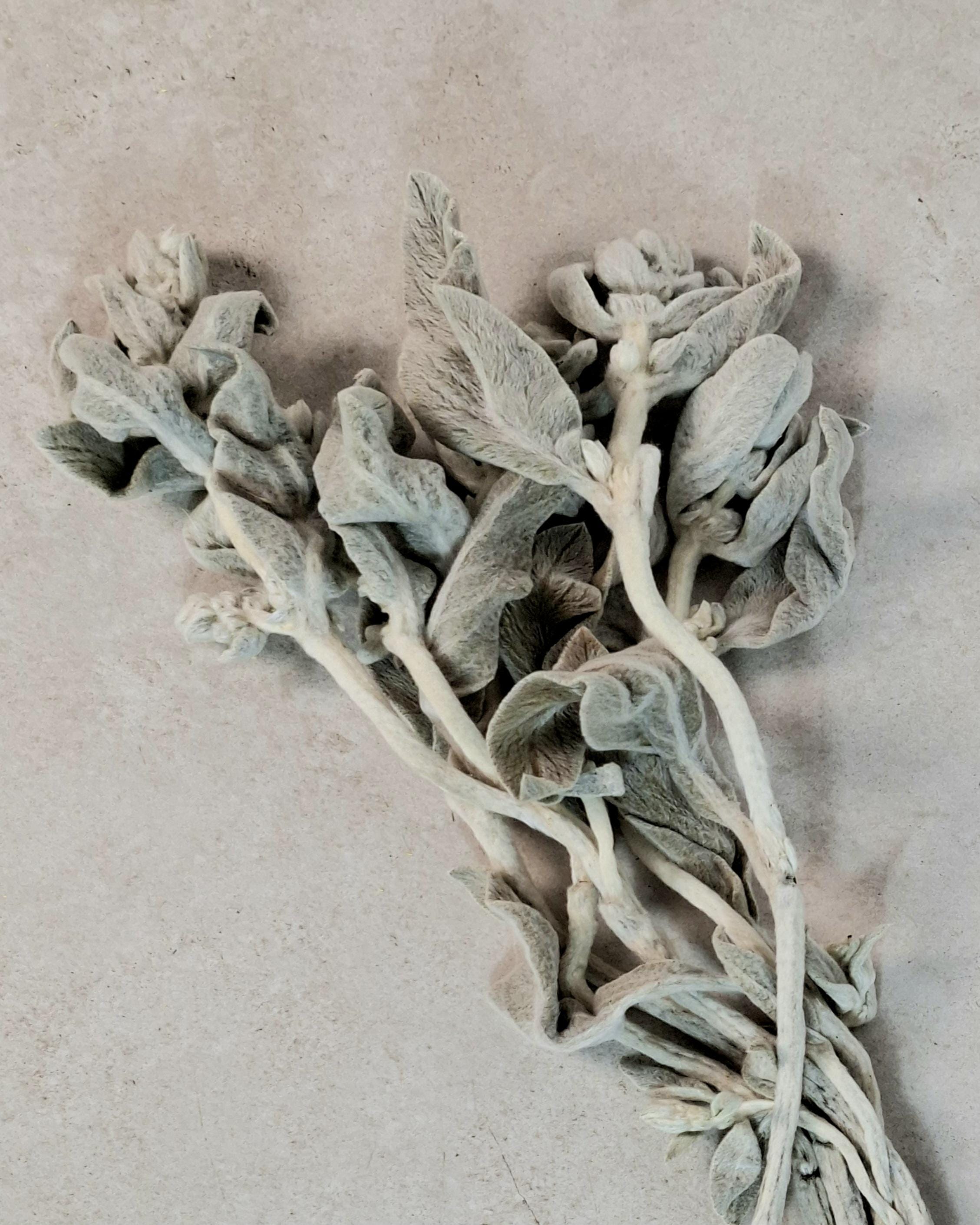 Preserved Lamb’s Ear Stems | Silver Stachys Dried Foliage | Neutral Botanical Decor | Velvet Floral Arrangement
