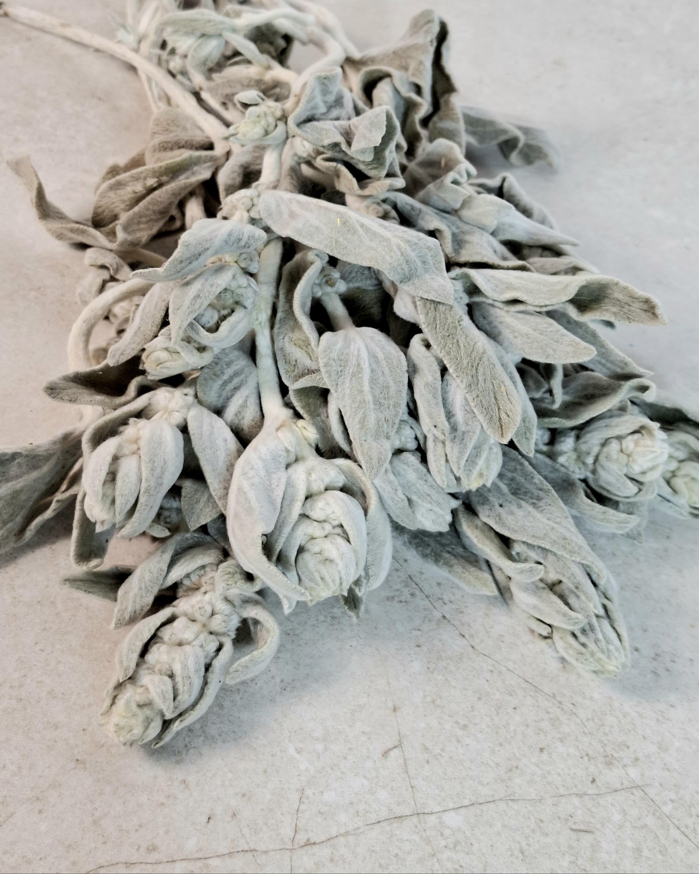 Preserved Lamb’s Ear Stems | Silver Stachys Dried Foliage | Neutral Botanical Decor | Velvet Floral Arrangement