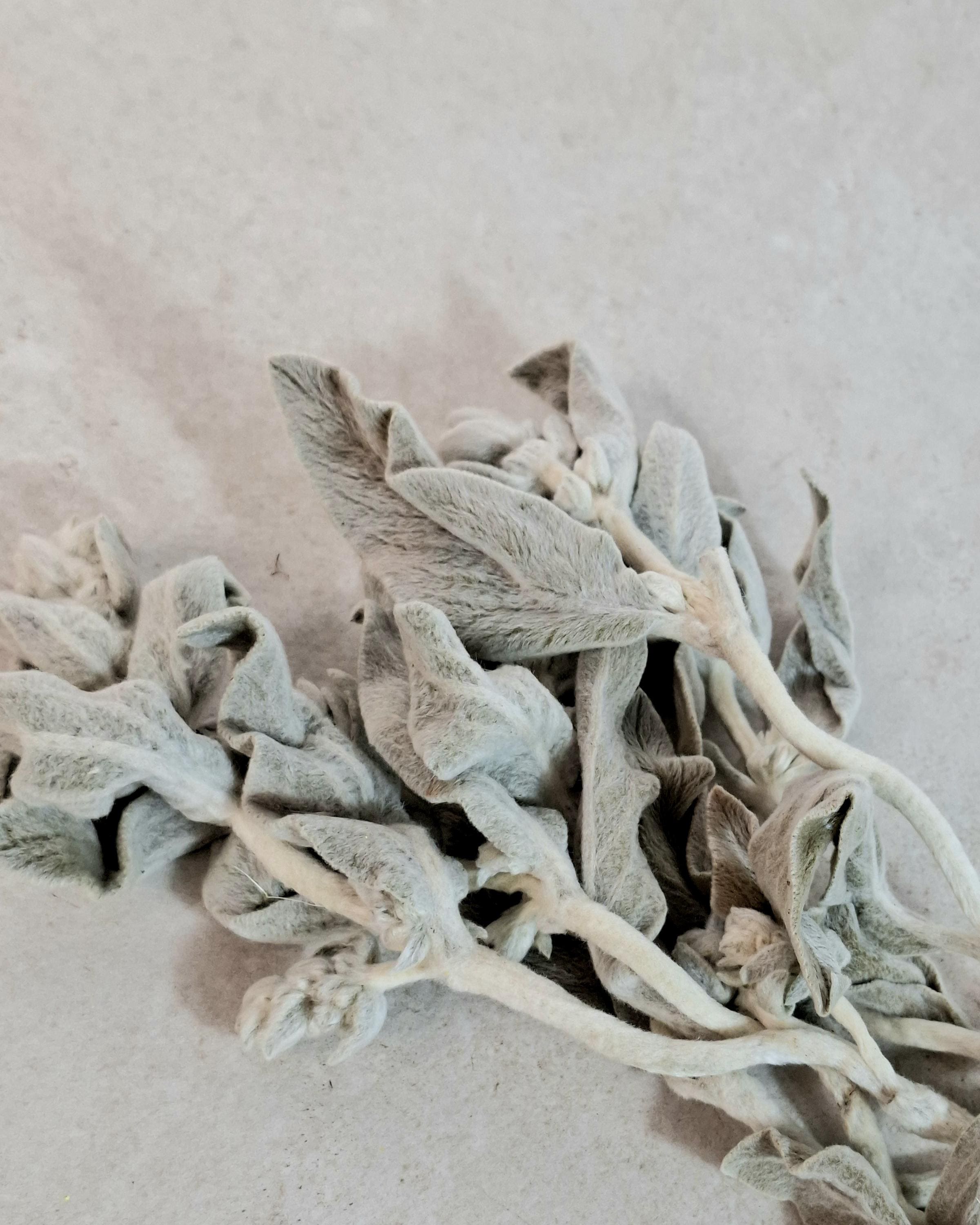 Preserved Lamb’s Ear Stems | Silver Stachys Dried Foliage | Neutral Botanical Decor | Velvet Floral Arrangement