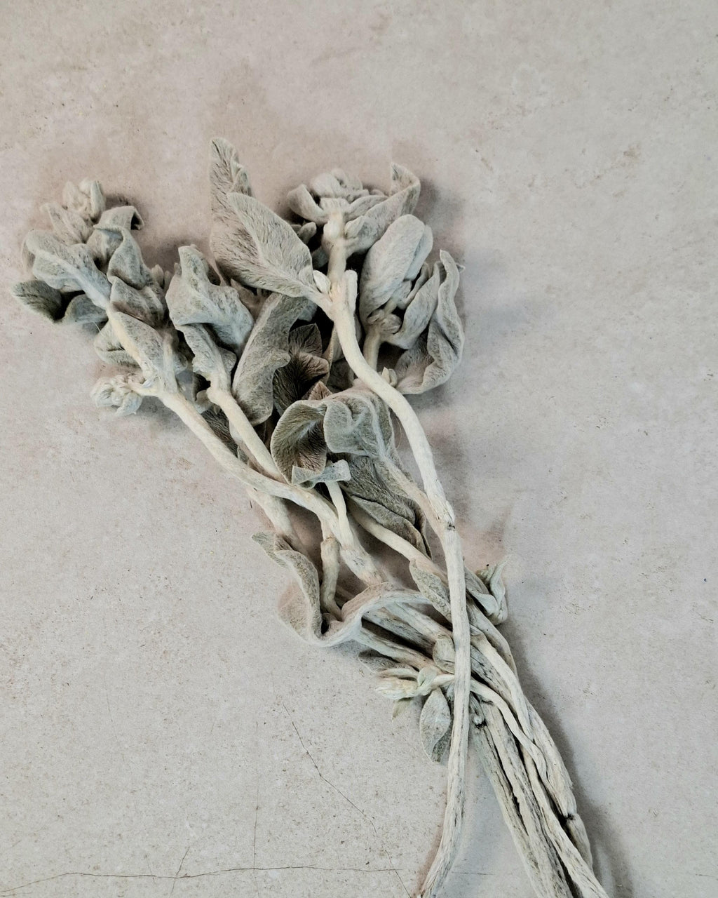 Preserved Lamb’s Ear Stems | Silver Stachys Dried Foliage | Neutral Botanical Decor | Velvet Floral Arrangement