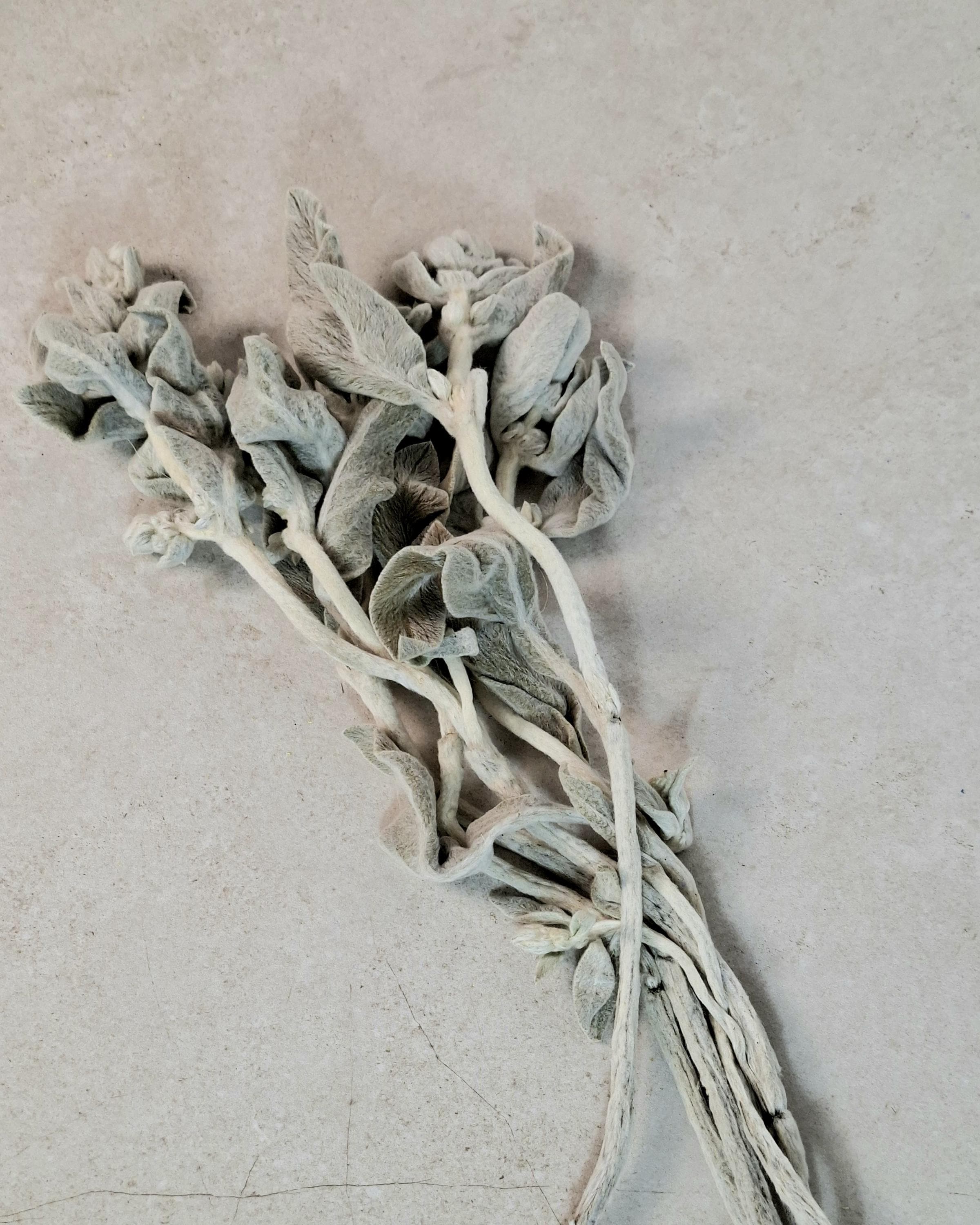 Preserved Lamb’s Ear Stems | Silver Stachys Dried Foliage | Neutral Botanical Decor | Velvet Floral Arrangement