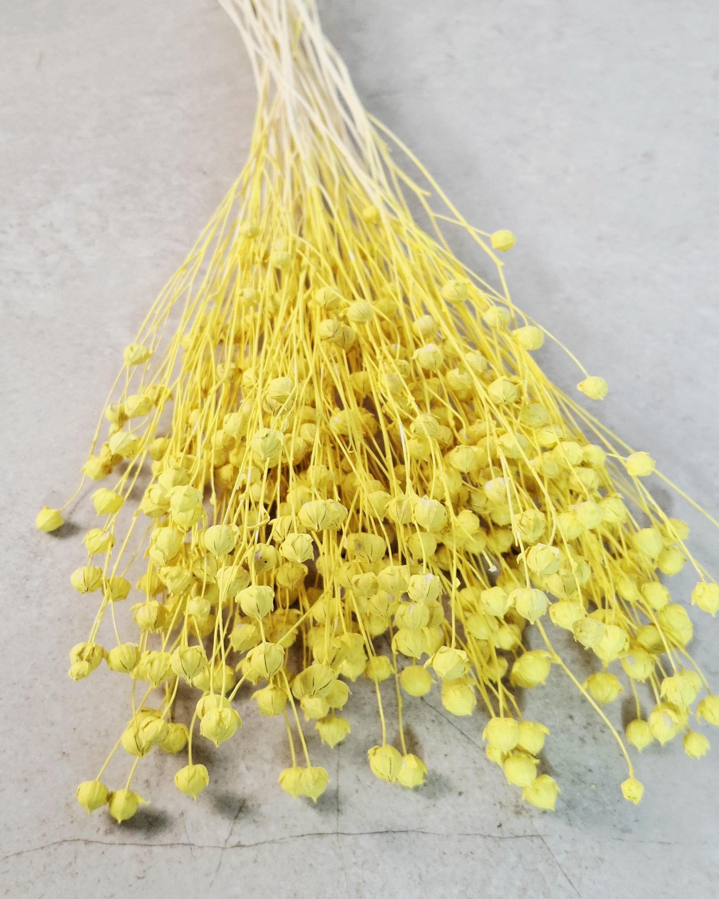 Dried Flax Stems for Florists, Yellow Dried Flax, Natural Floral Supplies, Dried Flower Bouquet, Floral Craft Material, Vase Decor