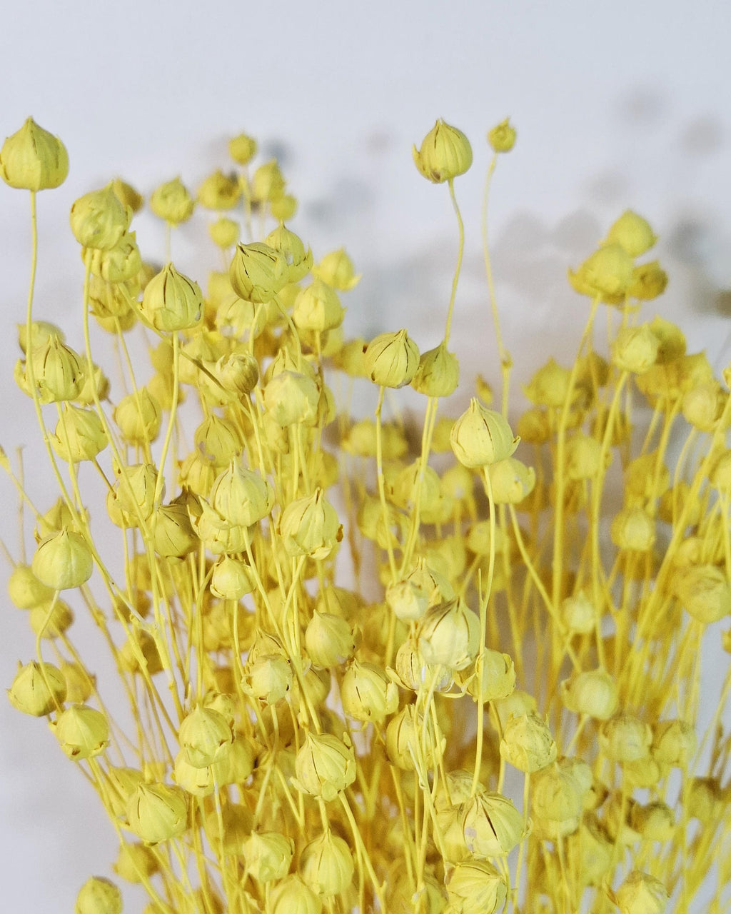 Dried Flax Stems for Florists, Yellow Dried Flax, Natural Floral Supplies, Dried Flower Bouquet, Floral Craft Material, Vase Decor