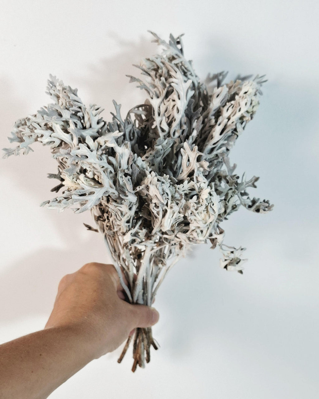 Stabilized Cineraria Stems | Silver Dusty Miller | Neutral Floral Supply | Florist Material