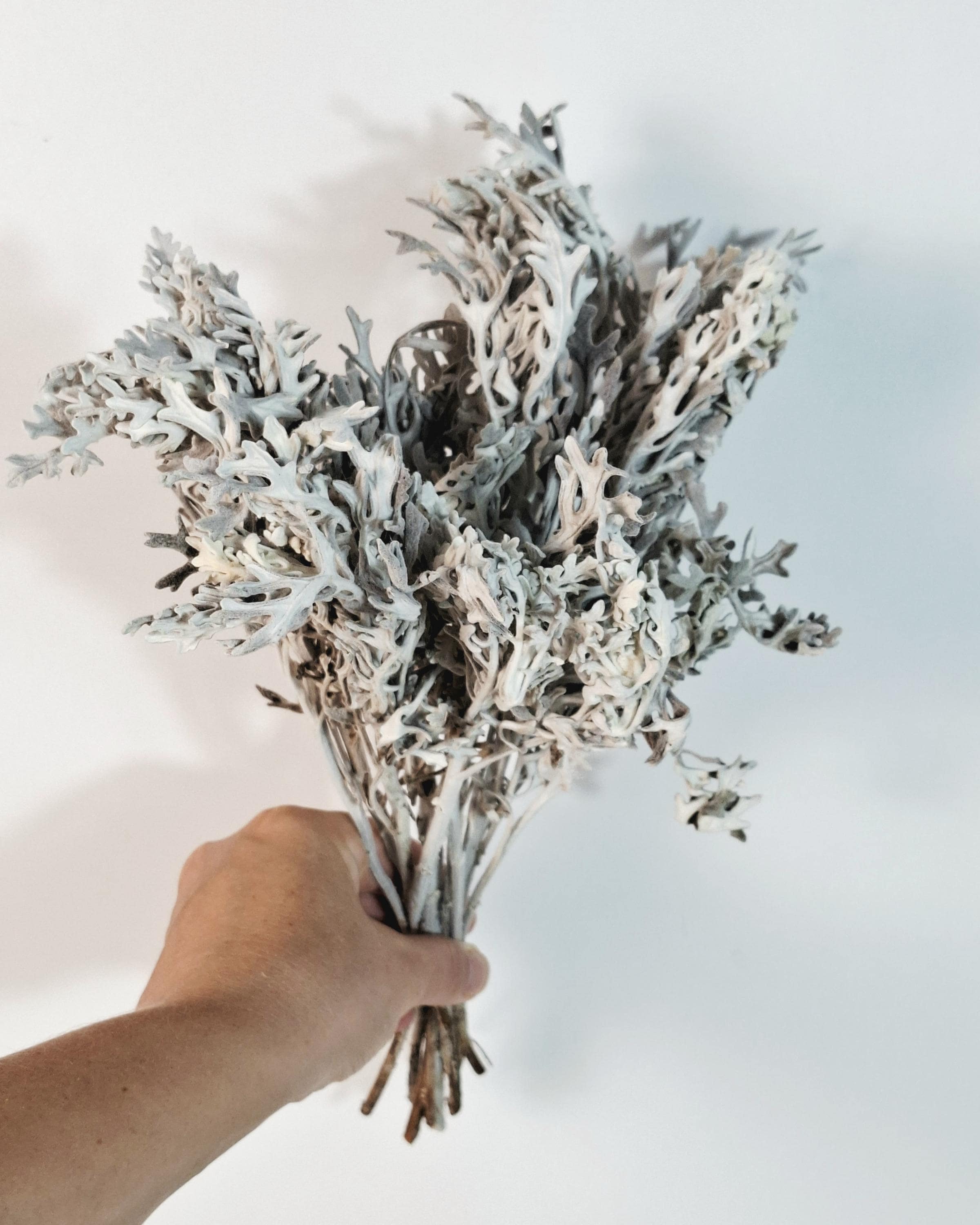 Stabilized Cineraria Stems | Silver Dusty Miller | Neutral Floral Supply | Florist Material