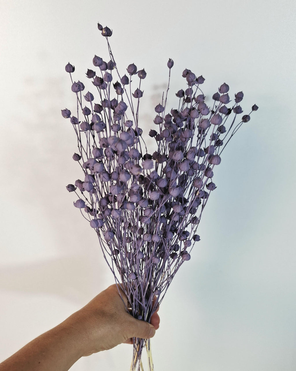 Purple Dried Flax Stems, Preserved Flax Bundle, Lavender Dried Flowers, Florist Supply, Dried Botanical Stems