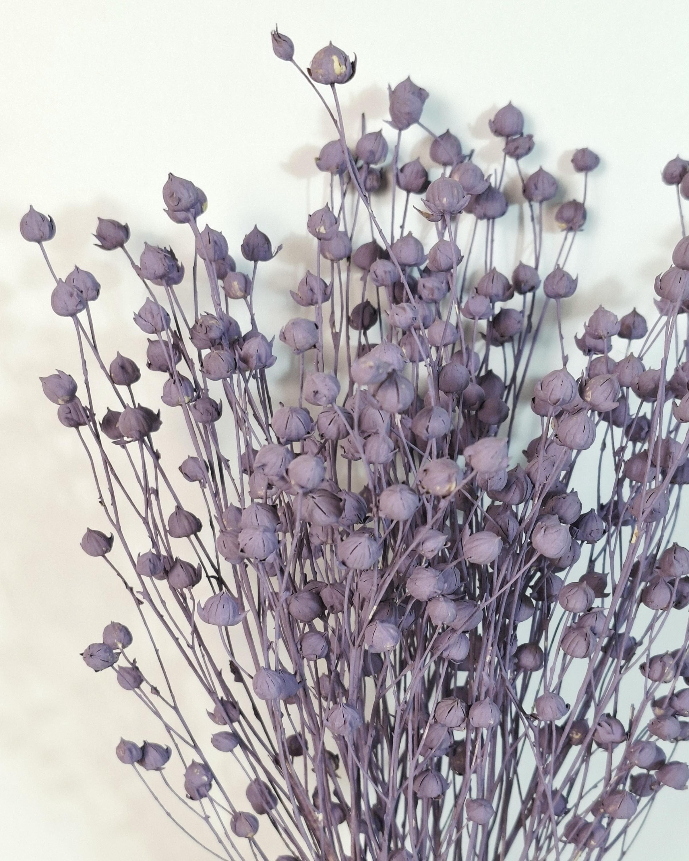 Purple Dried Flax Stems, Preserved Flax Bundle, Lavender Dried Flowers, Florist Supply, Dried Botanical Stems