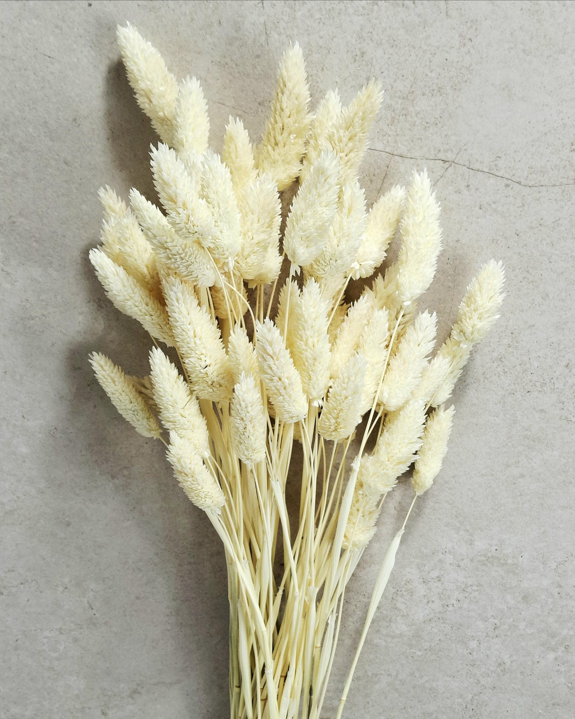Cream Dried Phalaris Stems | Bunny Tail Grass | Neutral Dried Flowers | Boho Decor | Floral Supply | Wedding Craft Material