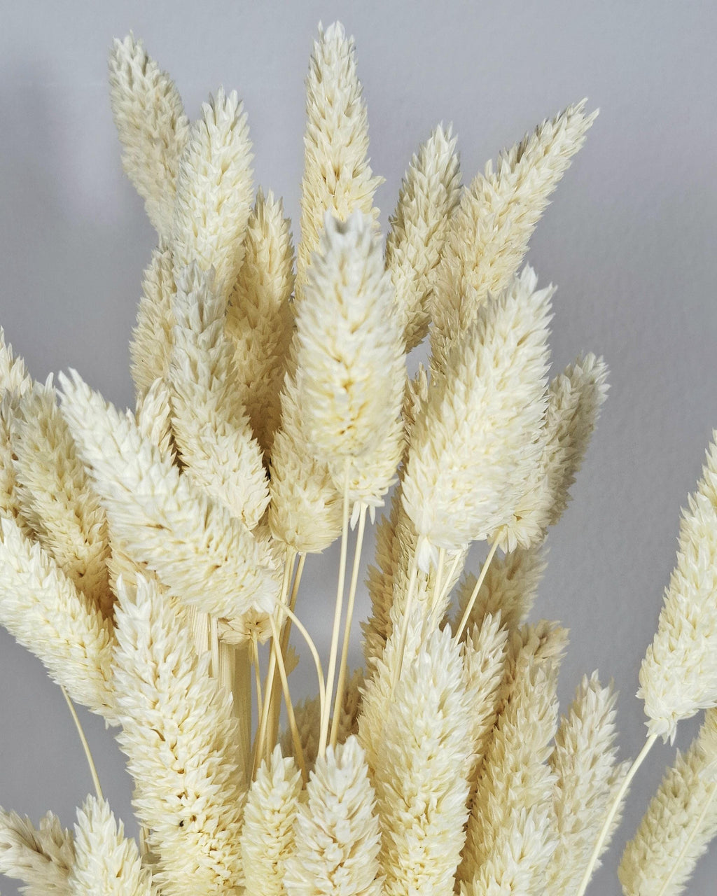 Cream Dried Phalaris Stems | Bunny Tail Grass | Neutral Dried Flowers | Boho Decor | Floral Supply | Wedding Craft Material