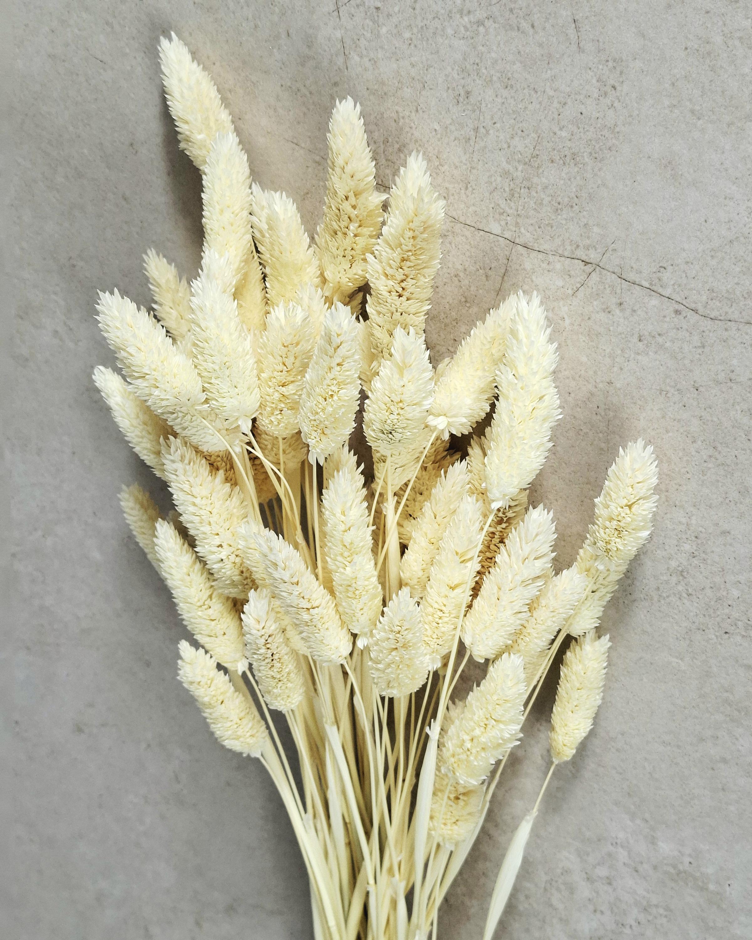 Cream Dried Phalaris Stems | Bunny Tail Grass | Neutral Dried Flowers | Boho Decor | Floral Supply | Wedding Craft Material