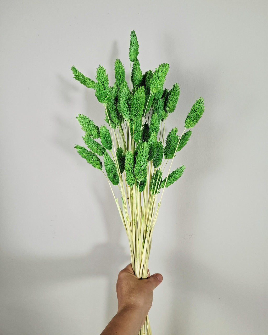 Green Phalaris Stems | Dried Flower Supply | Florist Material | Canary Grass Stems