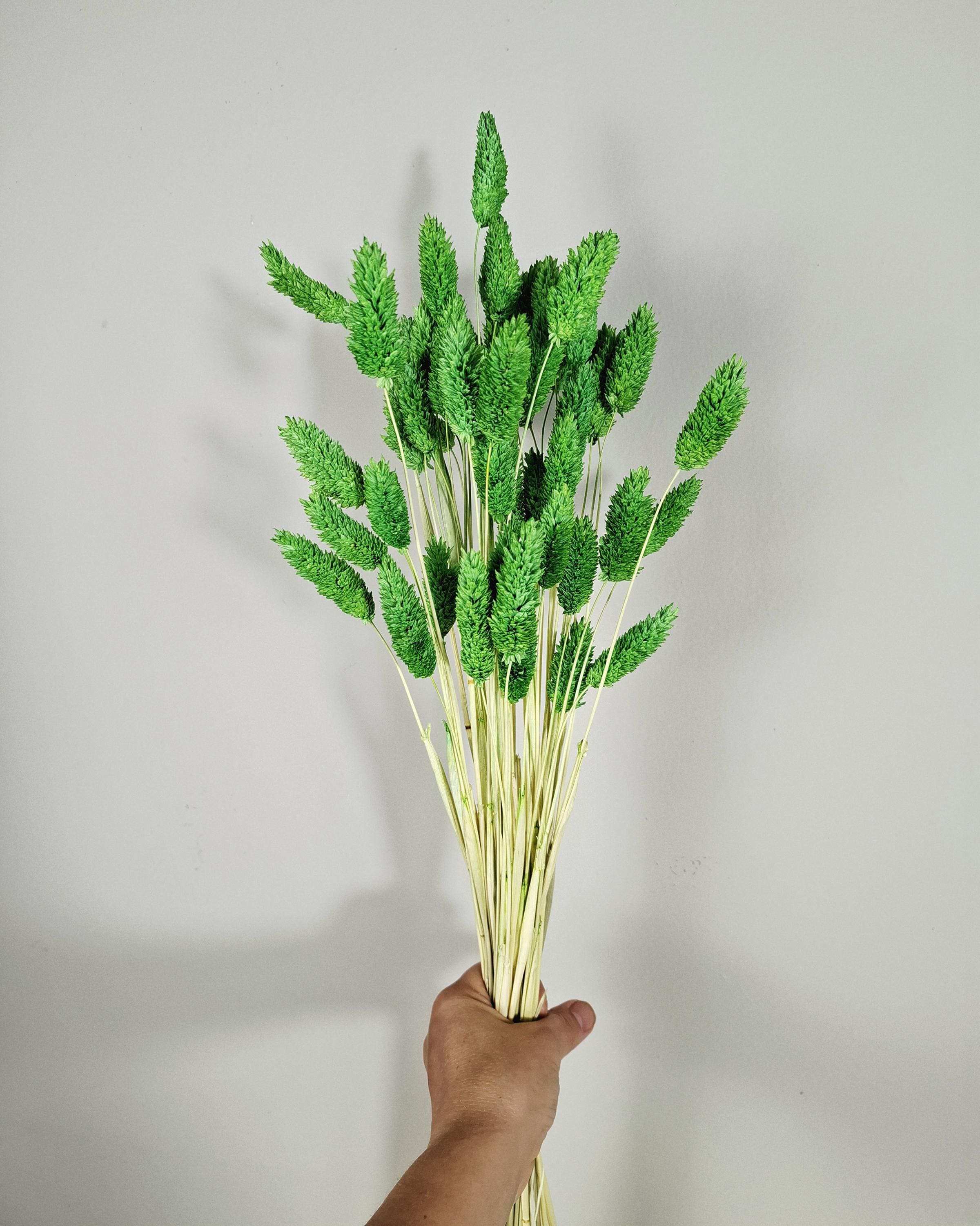 Green Phalaris Stems | Dried Flower Supply | Florist Material | Canary Grass Stems