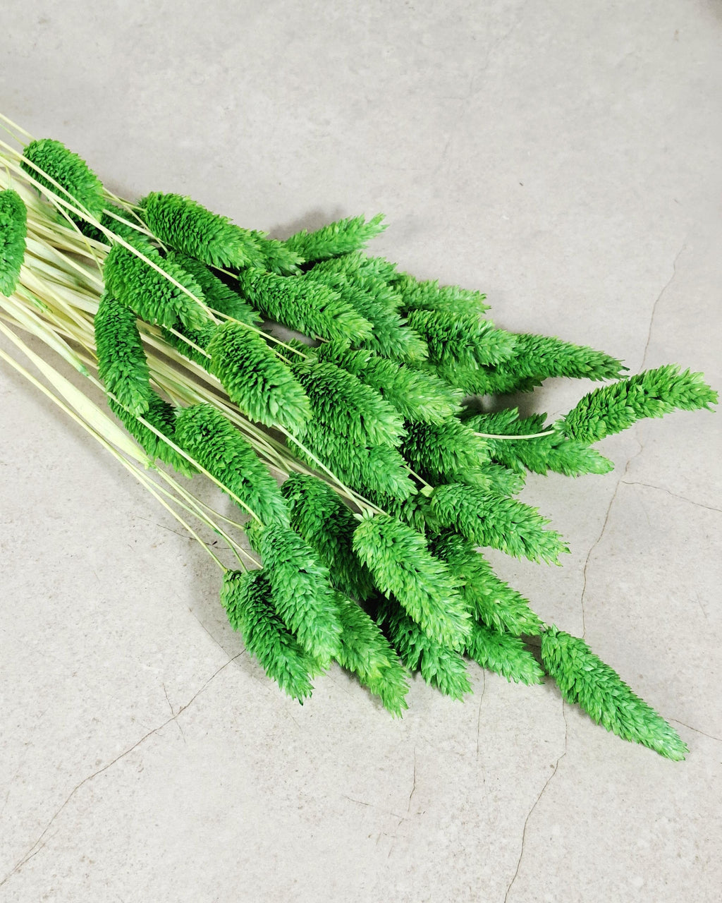 Green Phalaris Stems | Dried Flower Supply | Florist Material | Canary Grass Stems