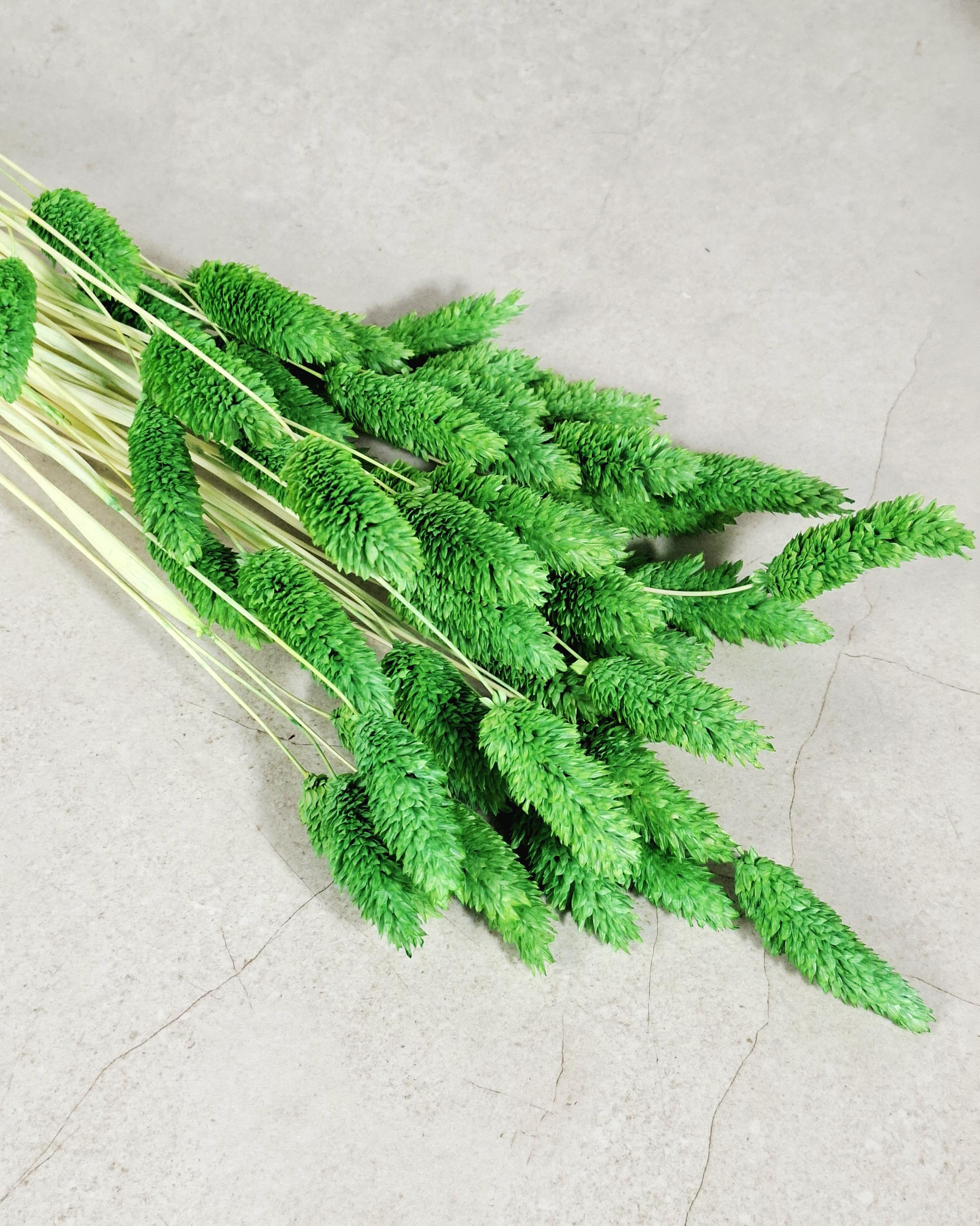 Green Phalaris Stems | Dried Flower Supply | Florist Material | Canary Grass Stems