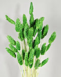 Green Phalaris Stems | Dried Flower Supply | Florist Material | Canary Grass Stems