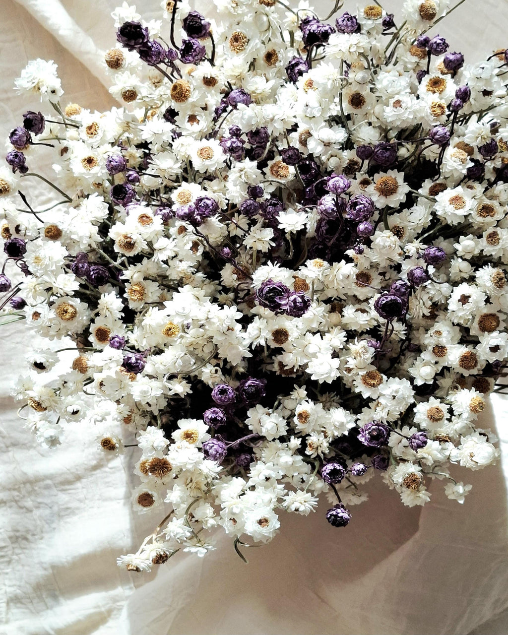 White & Dark Lilac Dried Ammobium Basket – Everlasting Flower Arrangement – Minimalist Botanical Decor – Natural Floral Basket