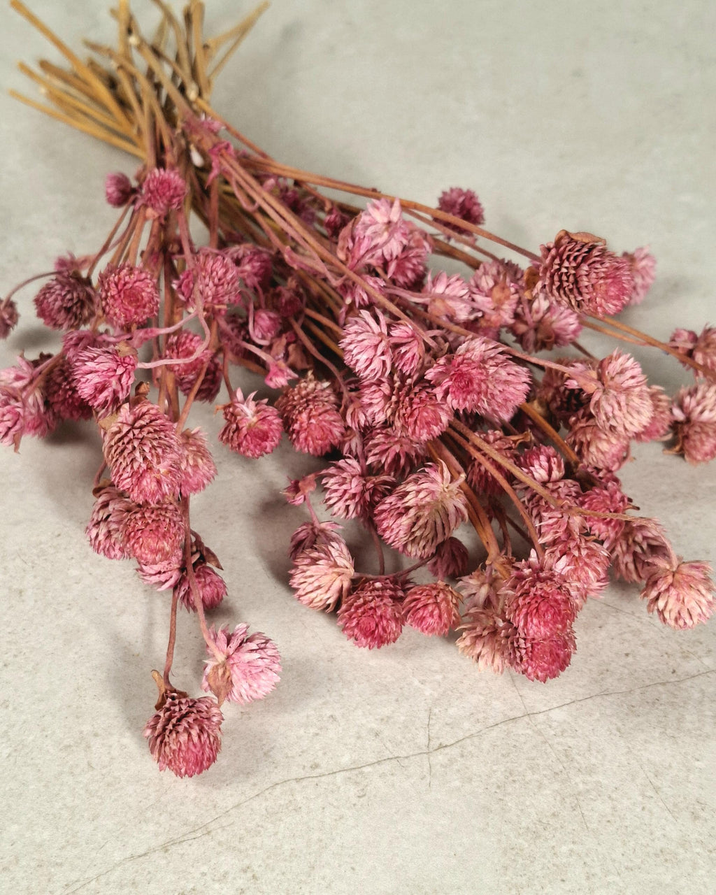 Pink Globe Amaranth Stems | Preserved Gomphrena Flowers | Dried Floral Supply | Pink Dried Flowers | Florist Material
