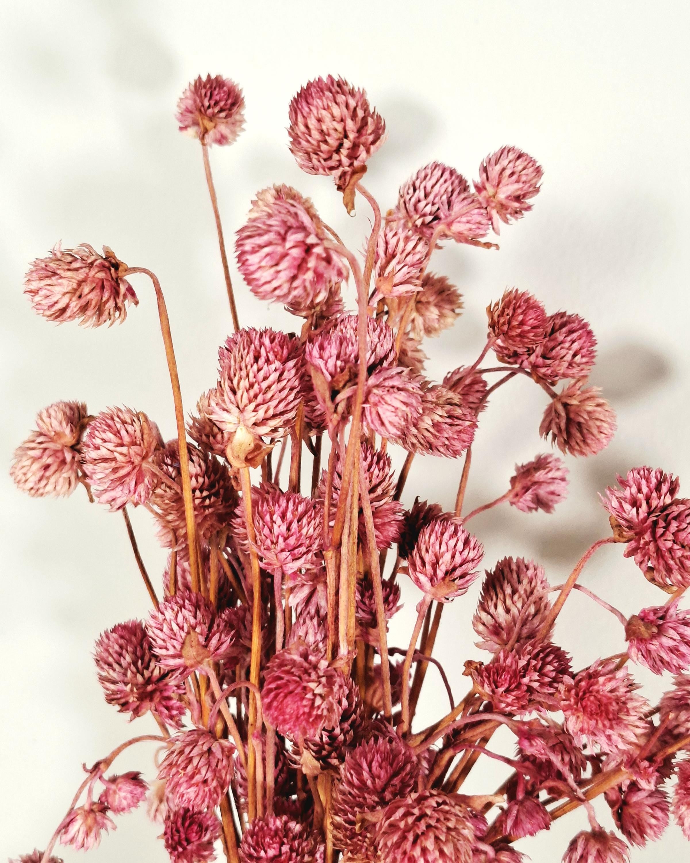 Pink Globe Amaranth Stems | Preserved Gomphrena Flowers | Dried Floral Supply | Pink Dried Flowers | Florist Material