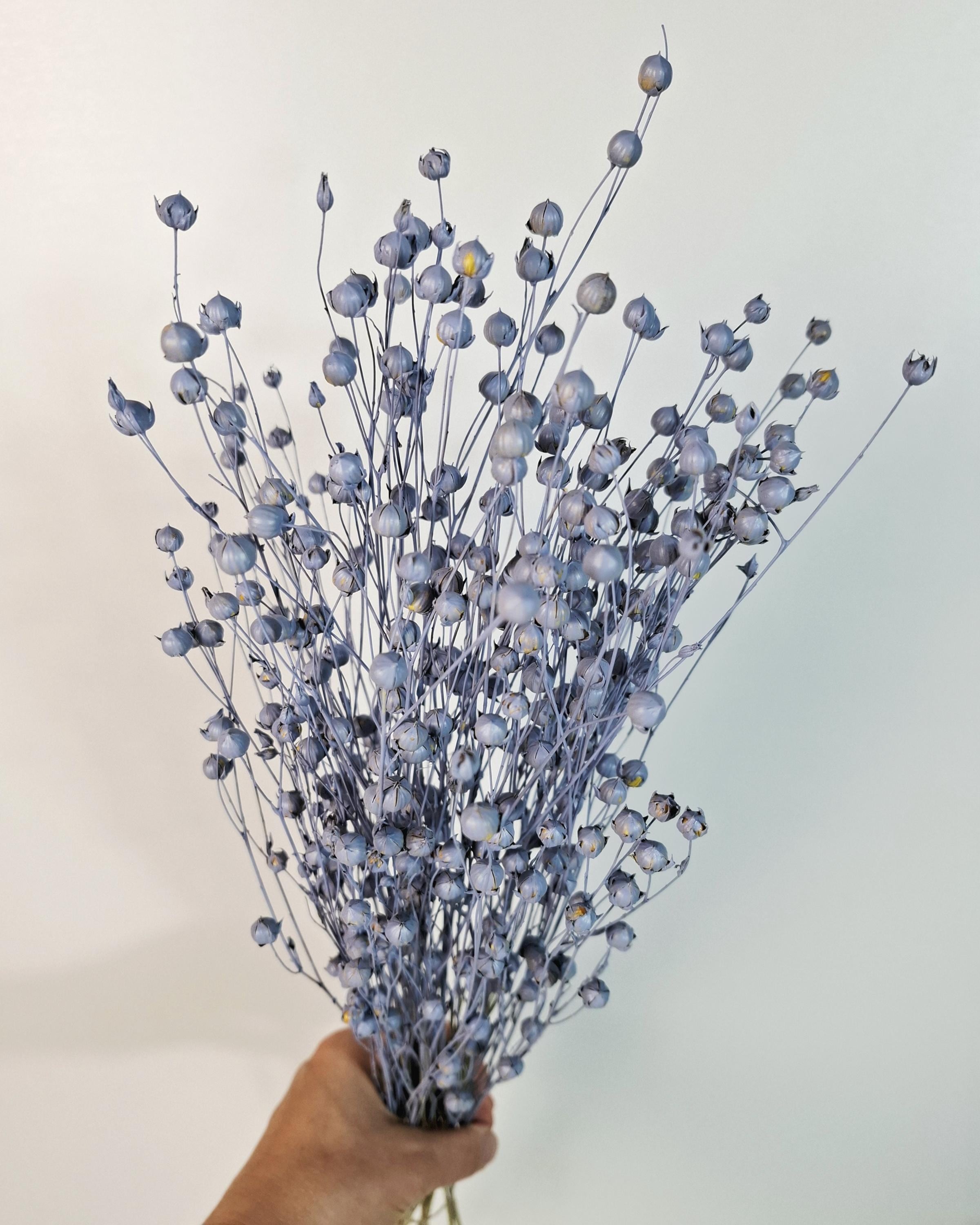 Dusty Blue Dried Flax Stems | Preserved Flax Bundle | Dried Botanical Stems | Florist Supply | Blue Dried Flowers