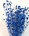 Electric Blue Dried Flax Stems | Preserved Flax Bundle | Blue Dried Flowers | Florist Supply | Dried Botanical Stems