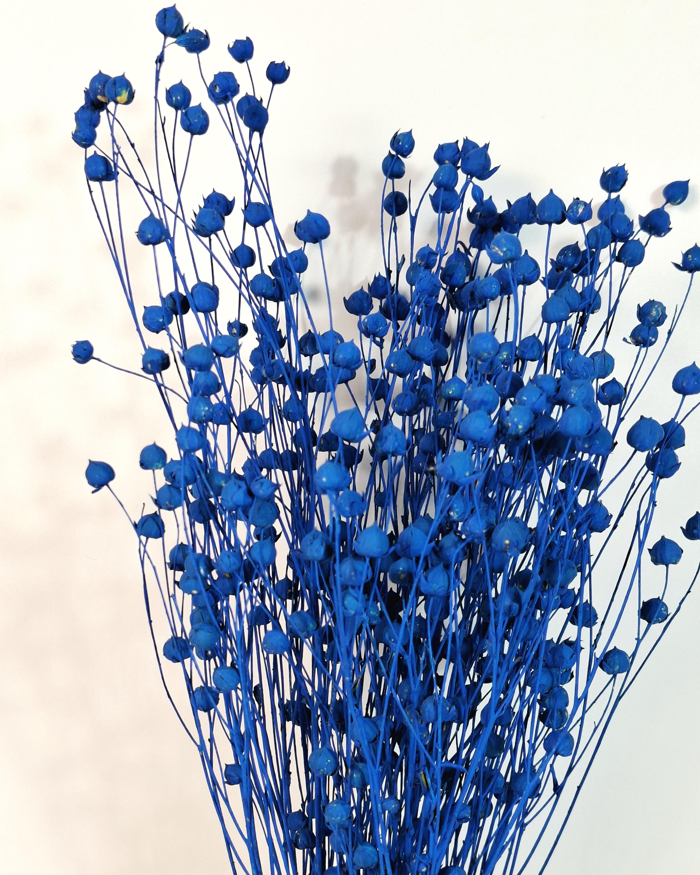 Electric Blue Dried Flax Stems | Preserved Flax Bundle | Blue Dried Flowers | Florist Supply | Dried Botanical Stems