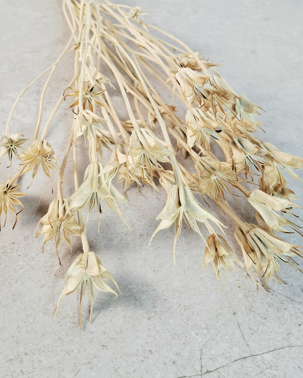 Natural Nigella Pods | Dried Nigella Flowers | Seed Pods | Florist Supply | Botanical Dried Flowers