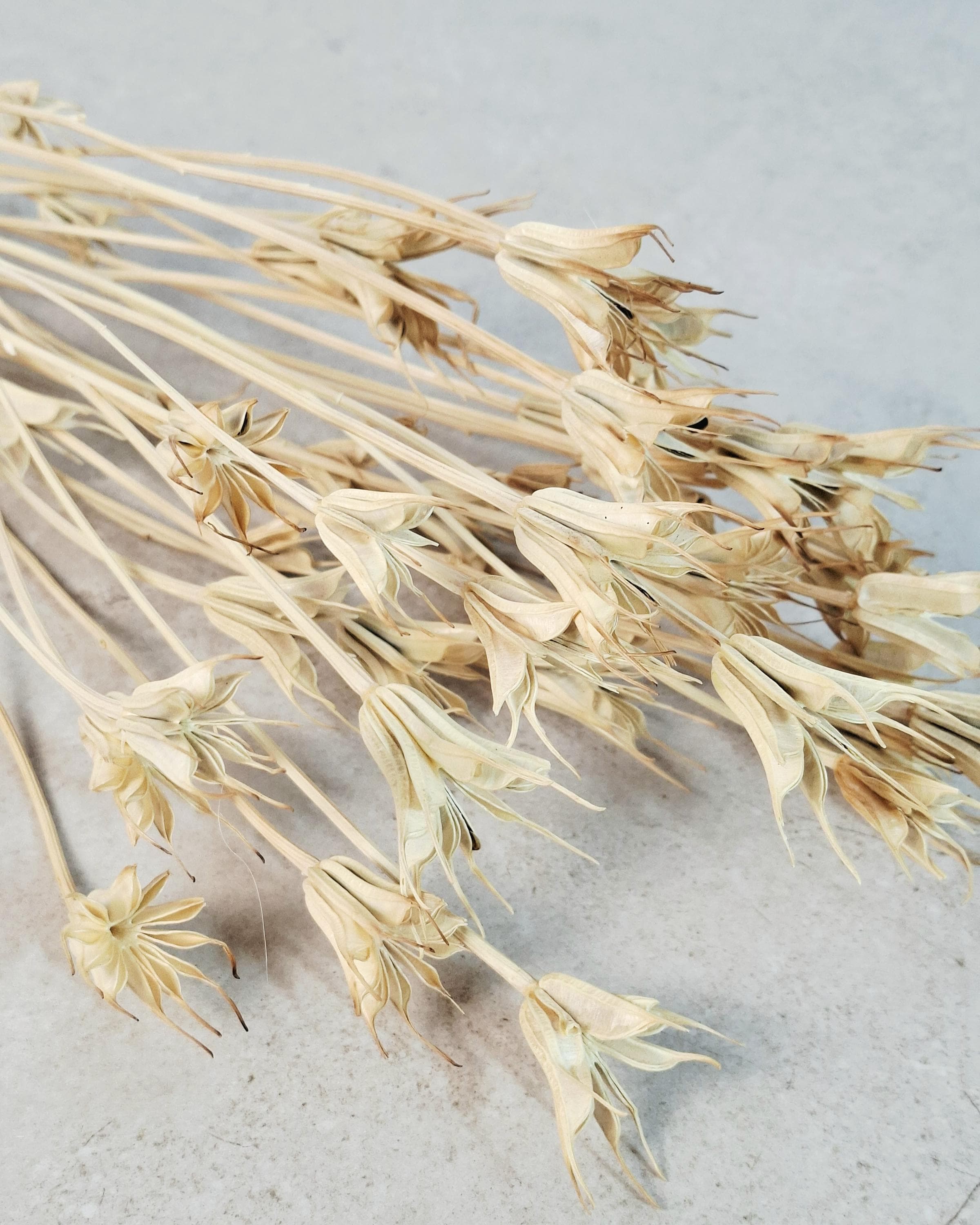 Natural Nigella Pods | Dried Nigella Flowers | Seed Pods | Florist Supply | Botanical Dried Flowers