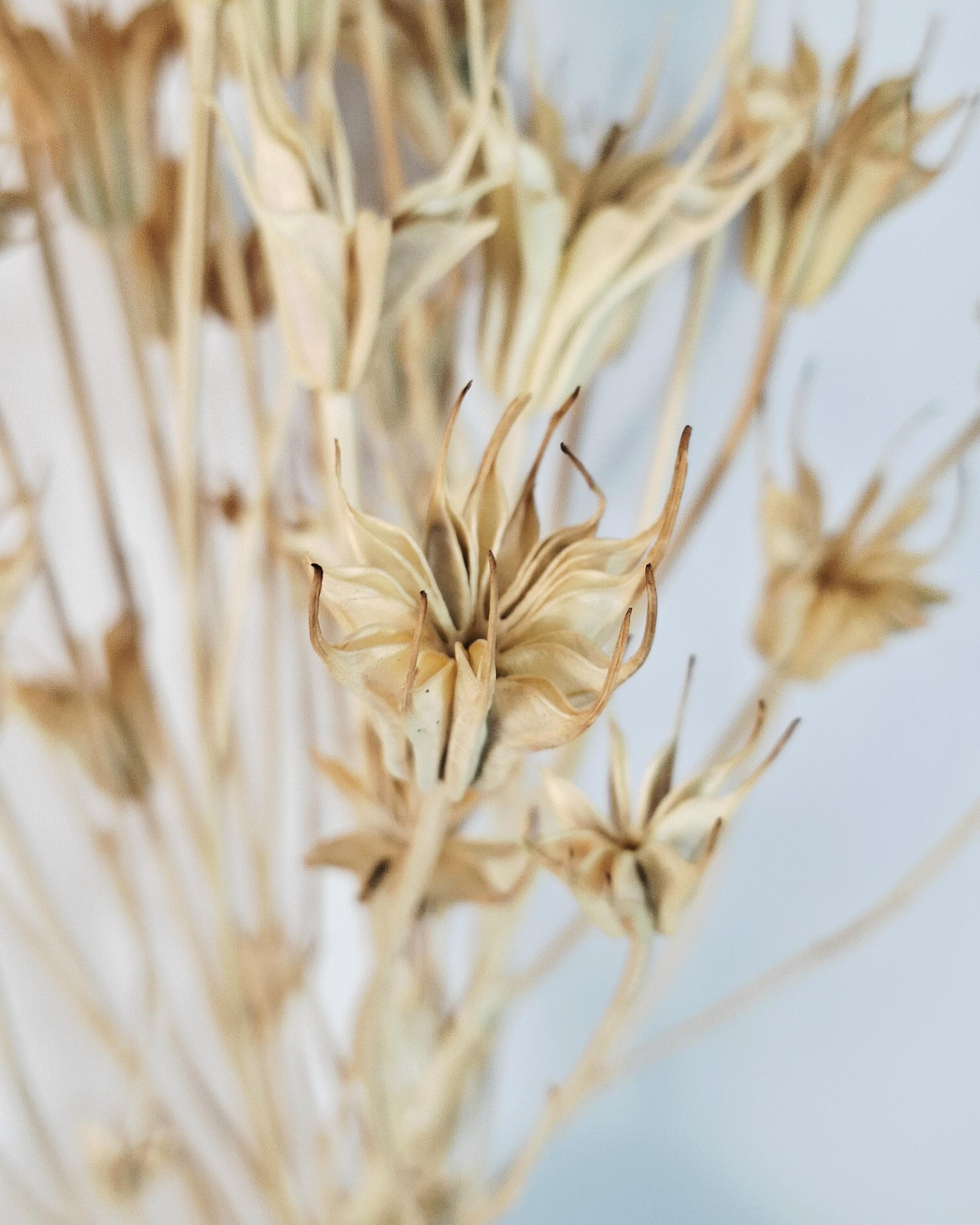 Natural Nigella Pods | Dried Nigella Flowers | Seed Pods | Florist Supply | Botanical Dried Flowers