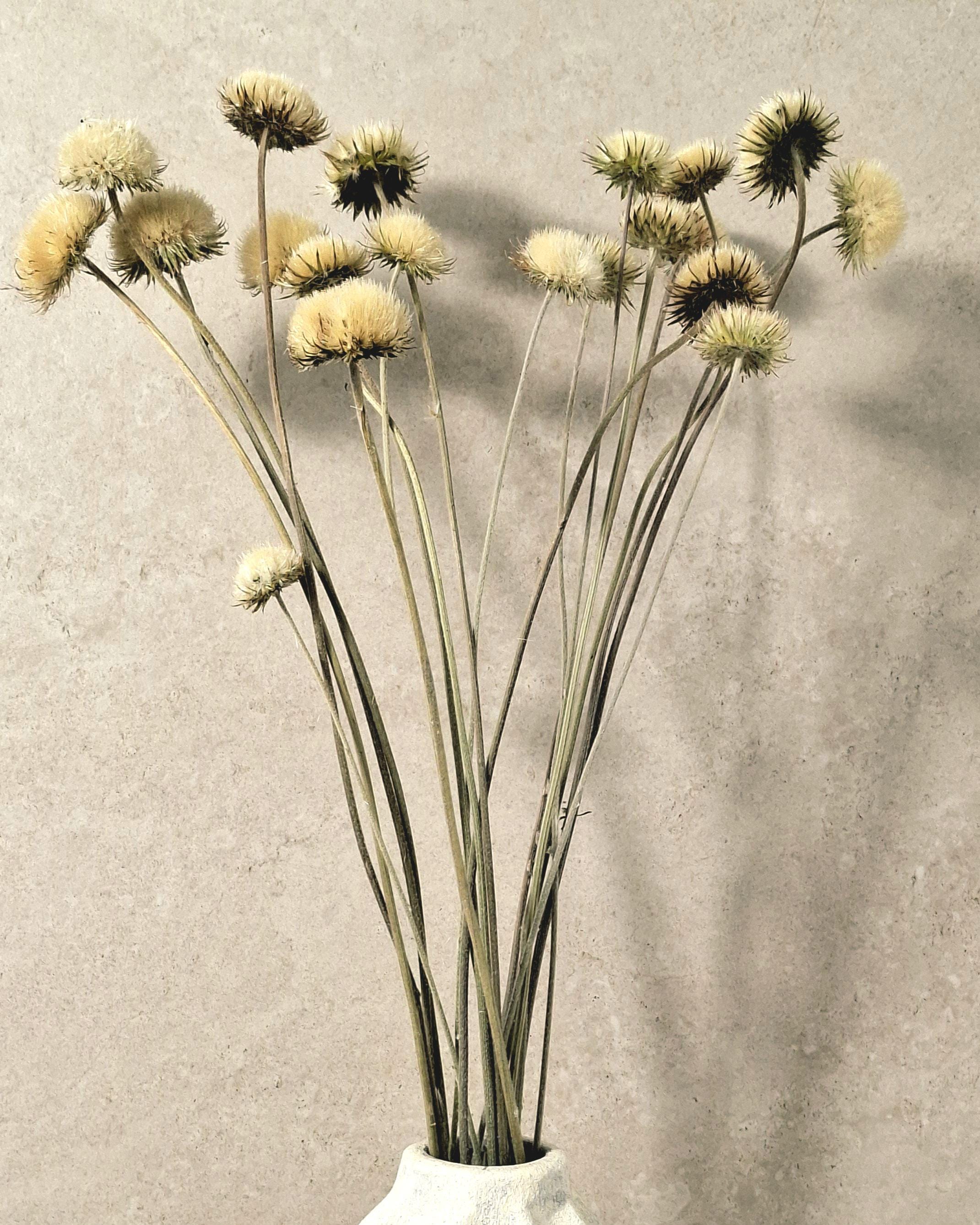 Yurirea Dried Flower Bouquet, Minimalist Botanical Arrangement, Preserved Flower Bouquet, Neutral Scandi Decor, Natural Dried Flowers