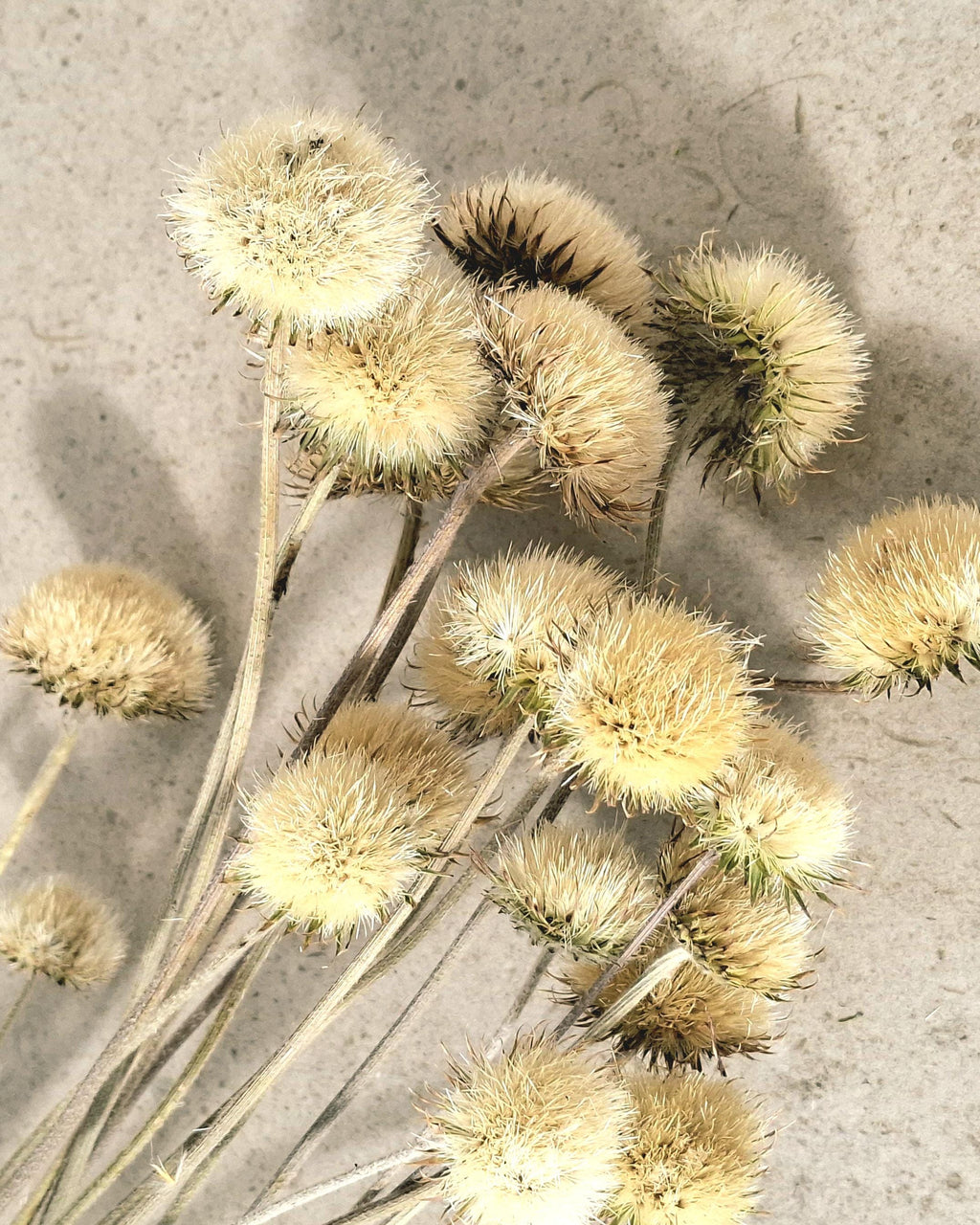 Yurirea Dried Flower Bouquet, Minimalist Botanical Arrangement, Preserved Flower Bouquet, Neutral Scandi Decor, Natural Dried Flowers