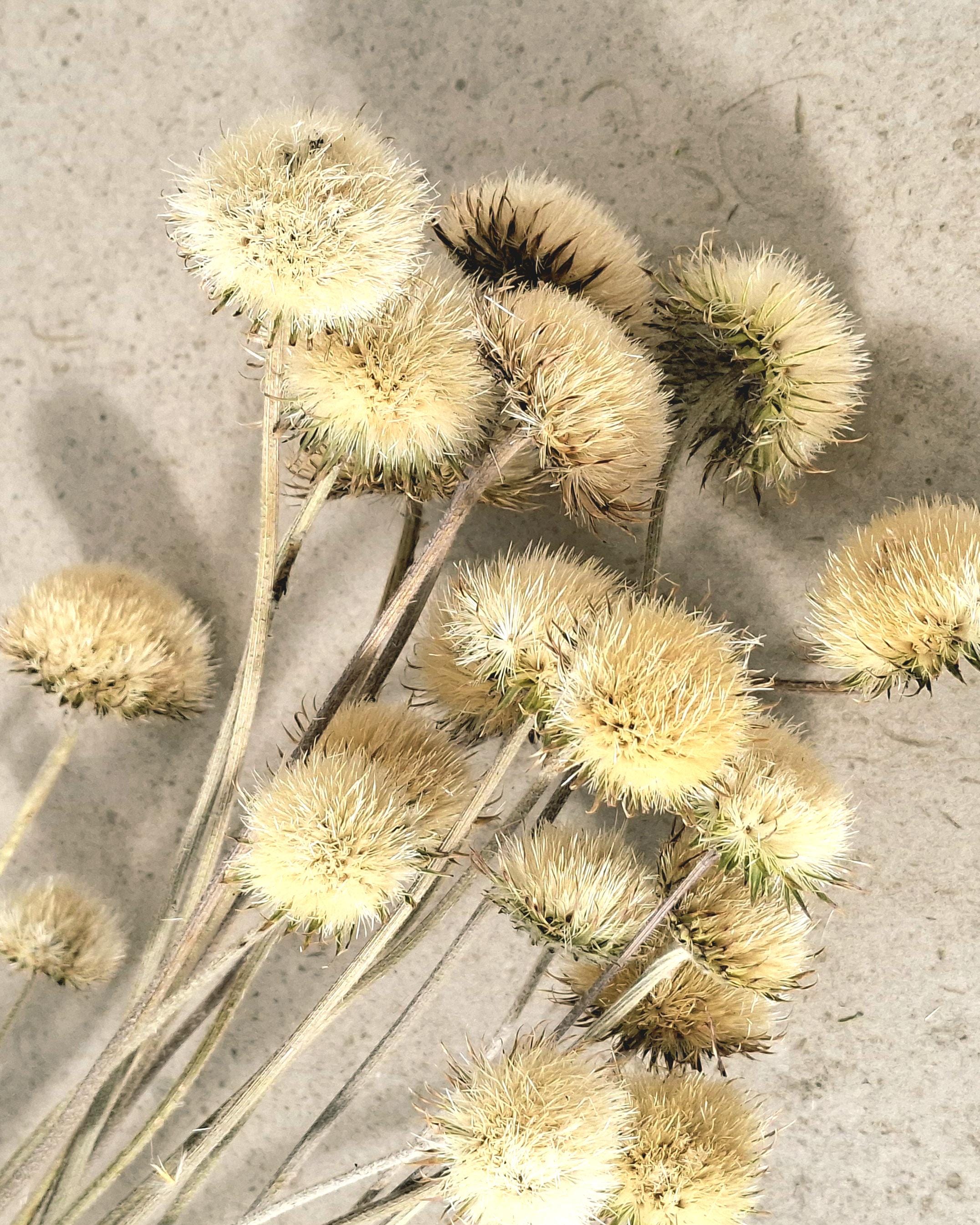 Yurirea Dried Flower Bouquet, Minimalist Botanical Arrangement, Preserved Flower Bouquet, Neutral Scandi Decor, Natural Dried Flowers