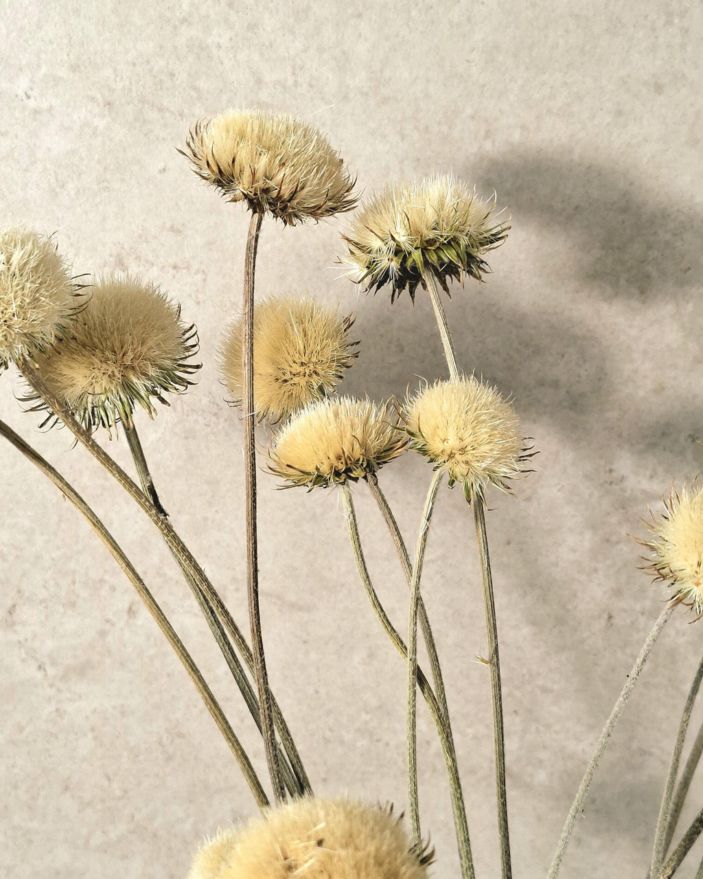 Yurirea Dried Flower Bouquet, Minimalist Botanical Arrangement, Preserved Flower Bouquet, Neutral Scandi Decor, Natural Dried Flowers