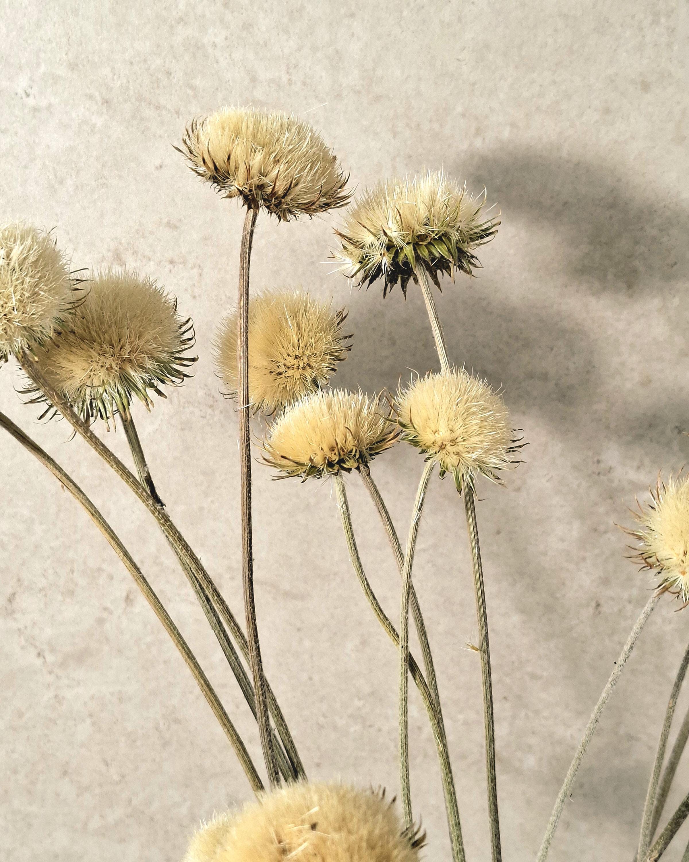 Yurirea Dried Flower Bouquet, Minimalist Botanical Arrangement, Preserved Flower Bouquet, Neutral Scandi Decor, Natural Dried Flowers