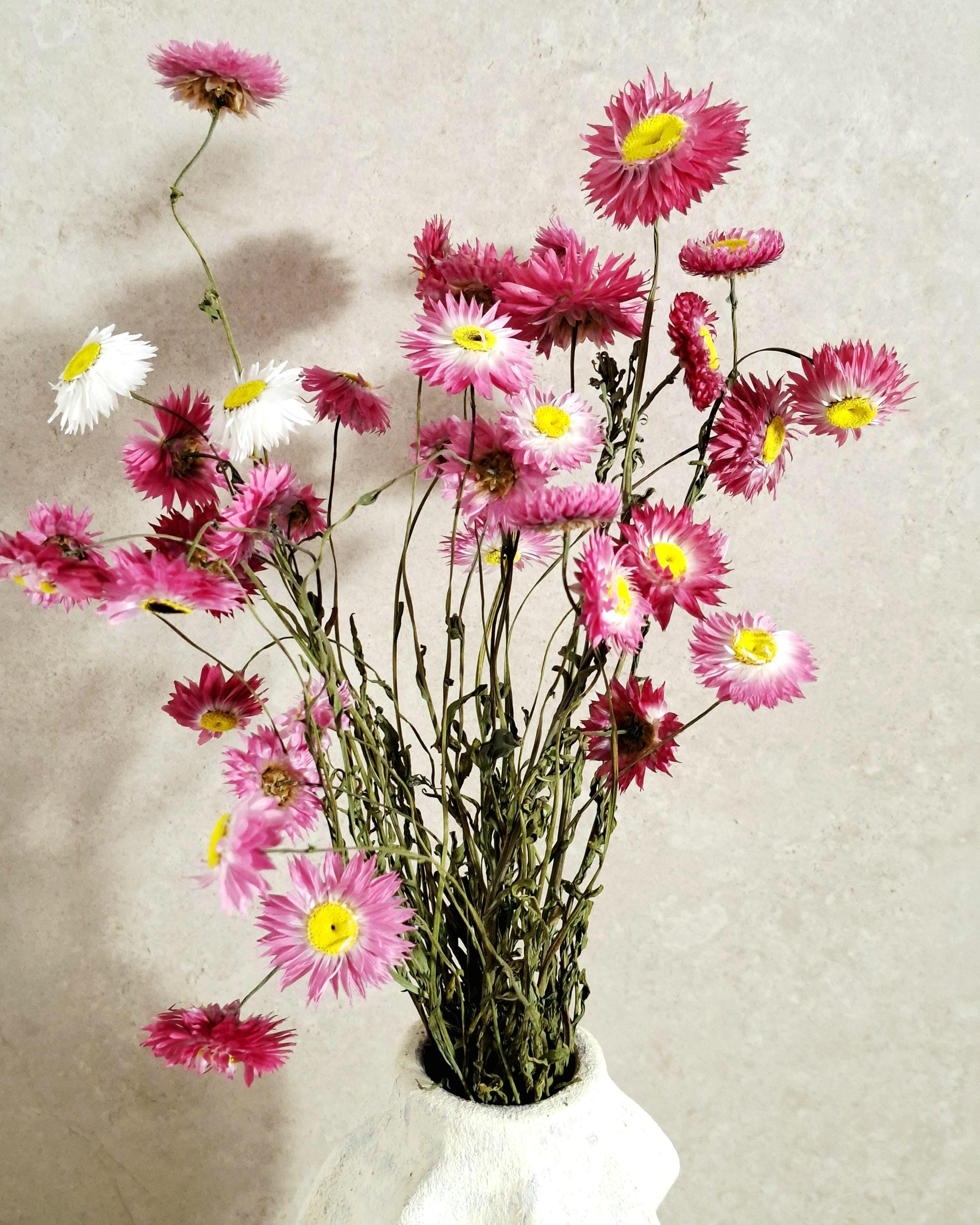 Dried Helichrysum Bouquet Pink | Everlasting Strawflowers | Natural Dried Flowers | Boho Vase Decor | Wedding Arrangement