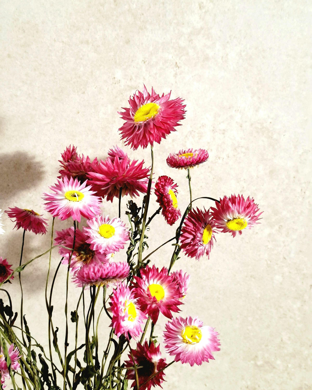 Dried Helichrysum Bouquet Pink | Everlasting Strawflowers | Natural Dried Flowers | Boho Vase Decor | Wedding Arrangement