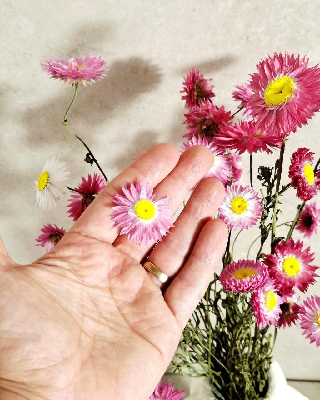 Dried Helichrysum Bouquet Pink | Everlasting Strawflowers | Natural Dried Flowers | Boho Vase Decor | Wedding Arrangement