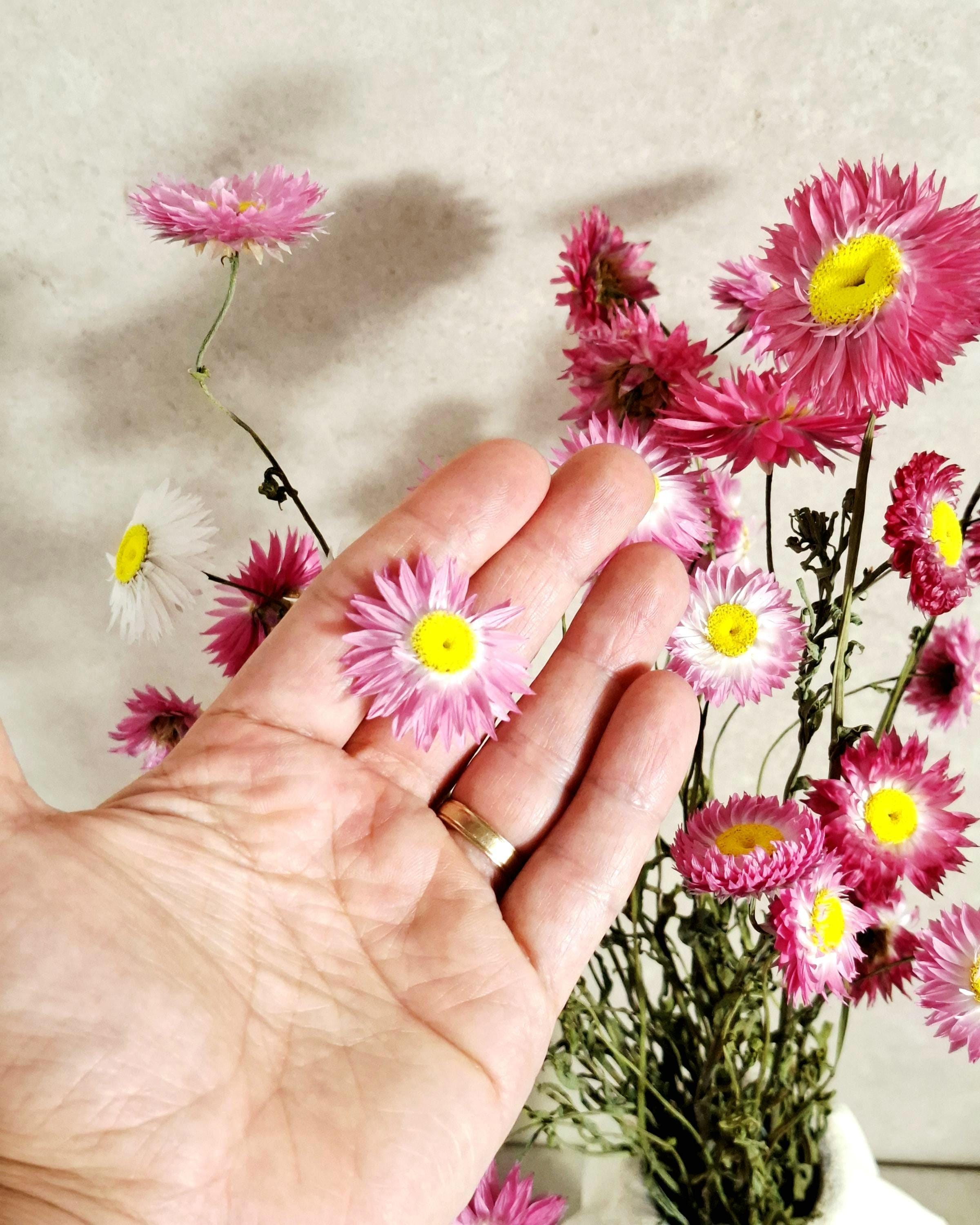 Dried Helichrysum Bouquet Pink | Everlasting Strawflowers | Natural Dried Flowers | Boho Vase Decor | Wedding Arrangement