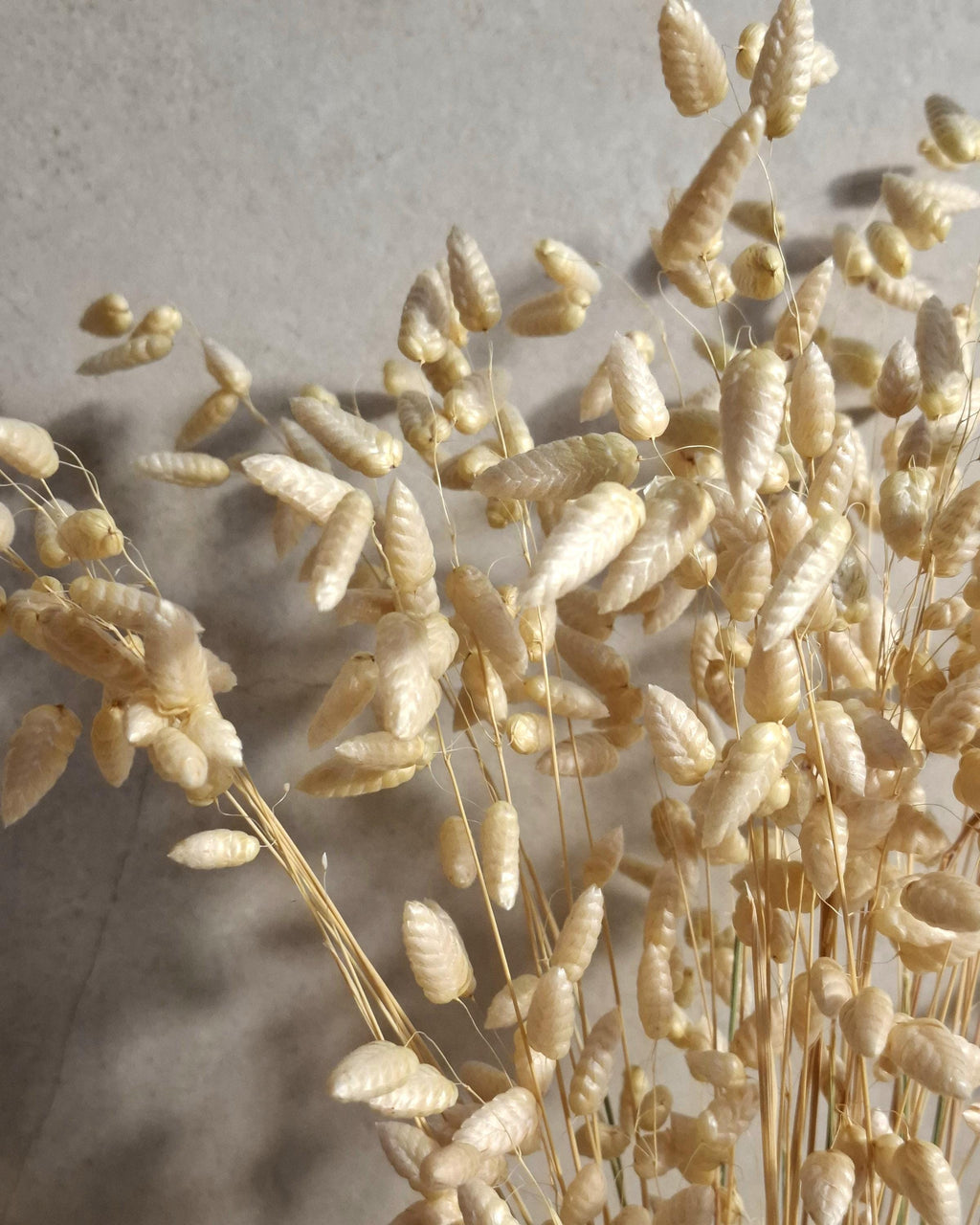 Dried Briza Bouquet | Stabilized Dried Flowers | Neutral Botanical Decor | Minimalist Scandi Bouquet | Natural Vase Arrangement