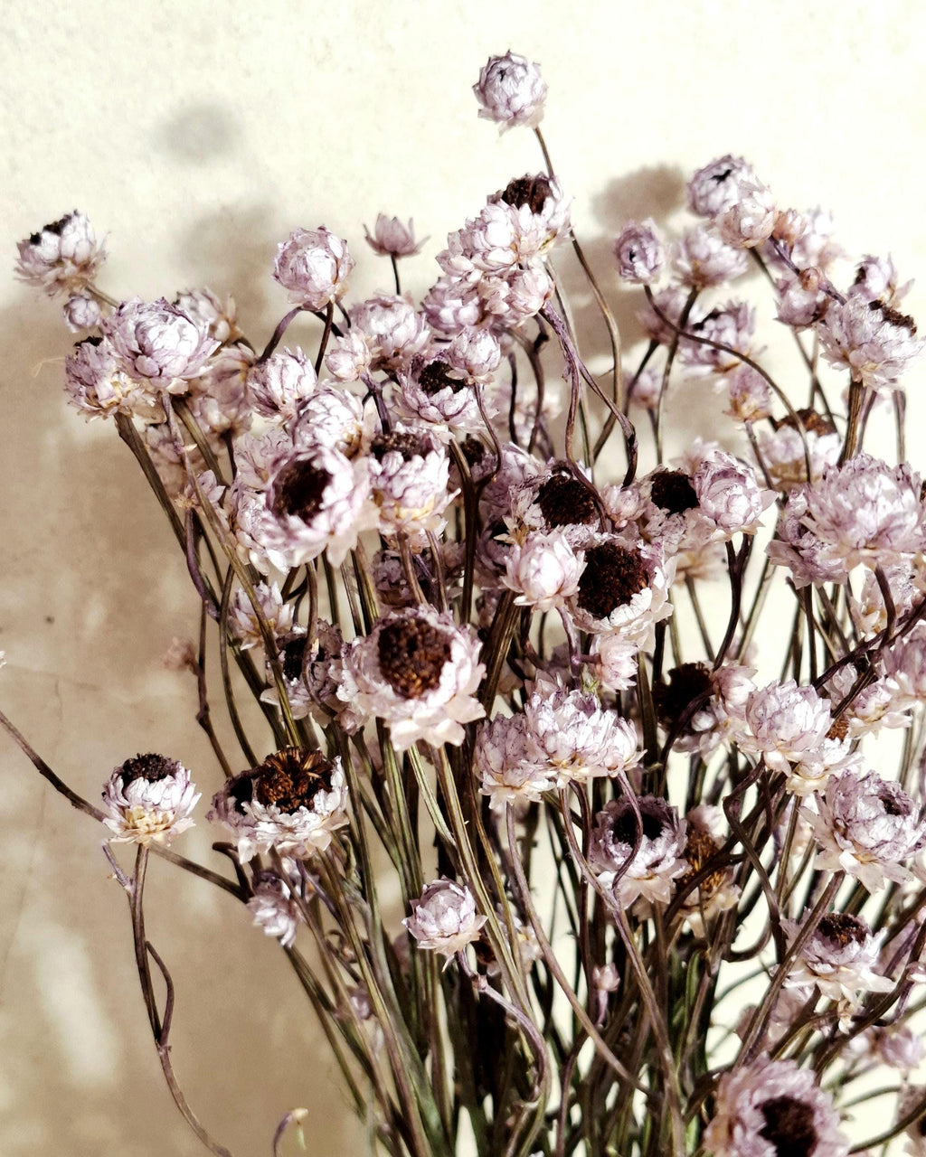 Dusty Lavender Ammobium Bouquet, Stabilized Dried Flowers, Minimalist Vase Decor, Neutral Home Decor, Office Decor, Wedding Decor