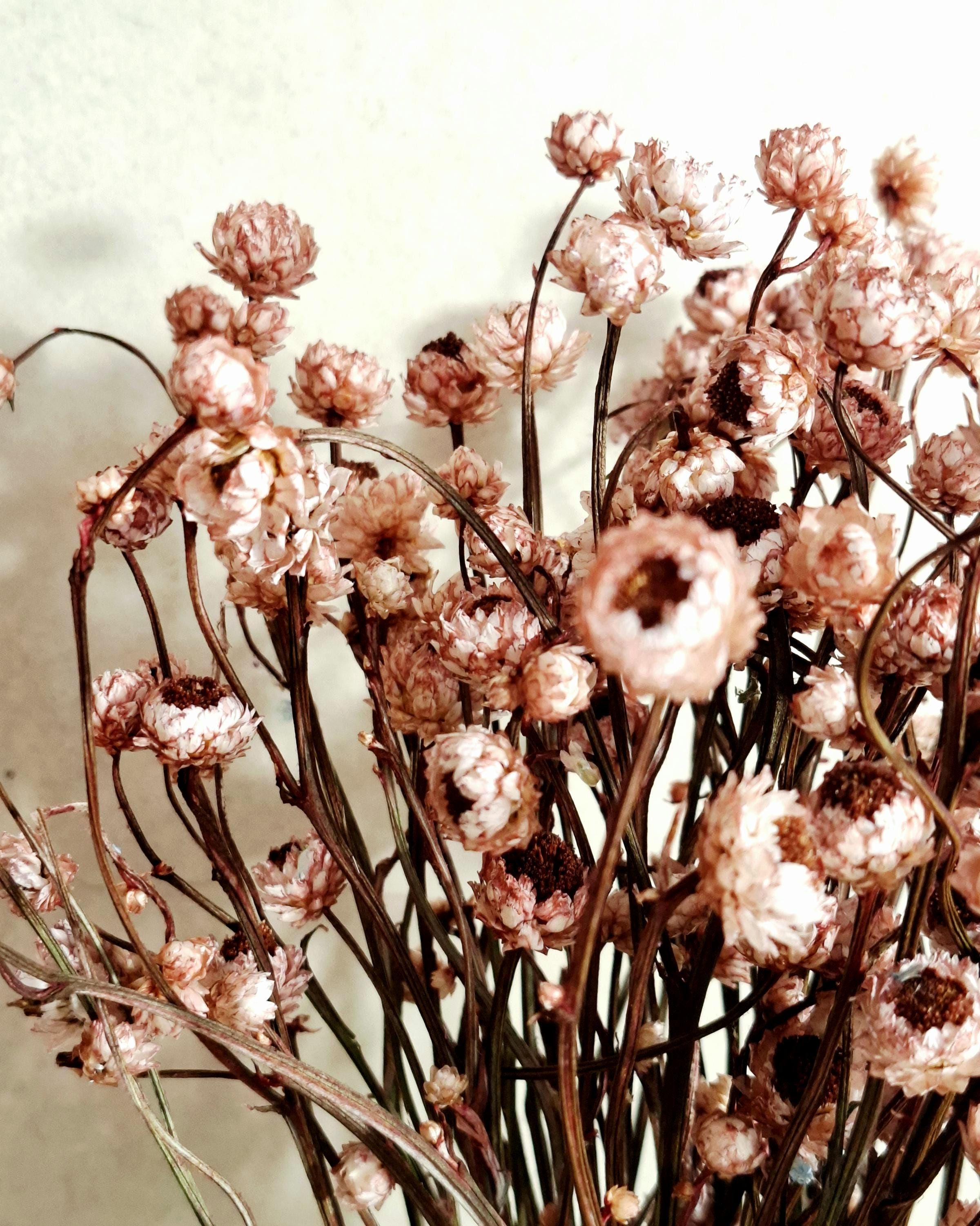 Dried Ammobium Bouquet | Preserved Flowers | Dusty Rose Floral Decor | Minimalist Home Decor | Wedding Flowers | Natural Bouquet